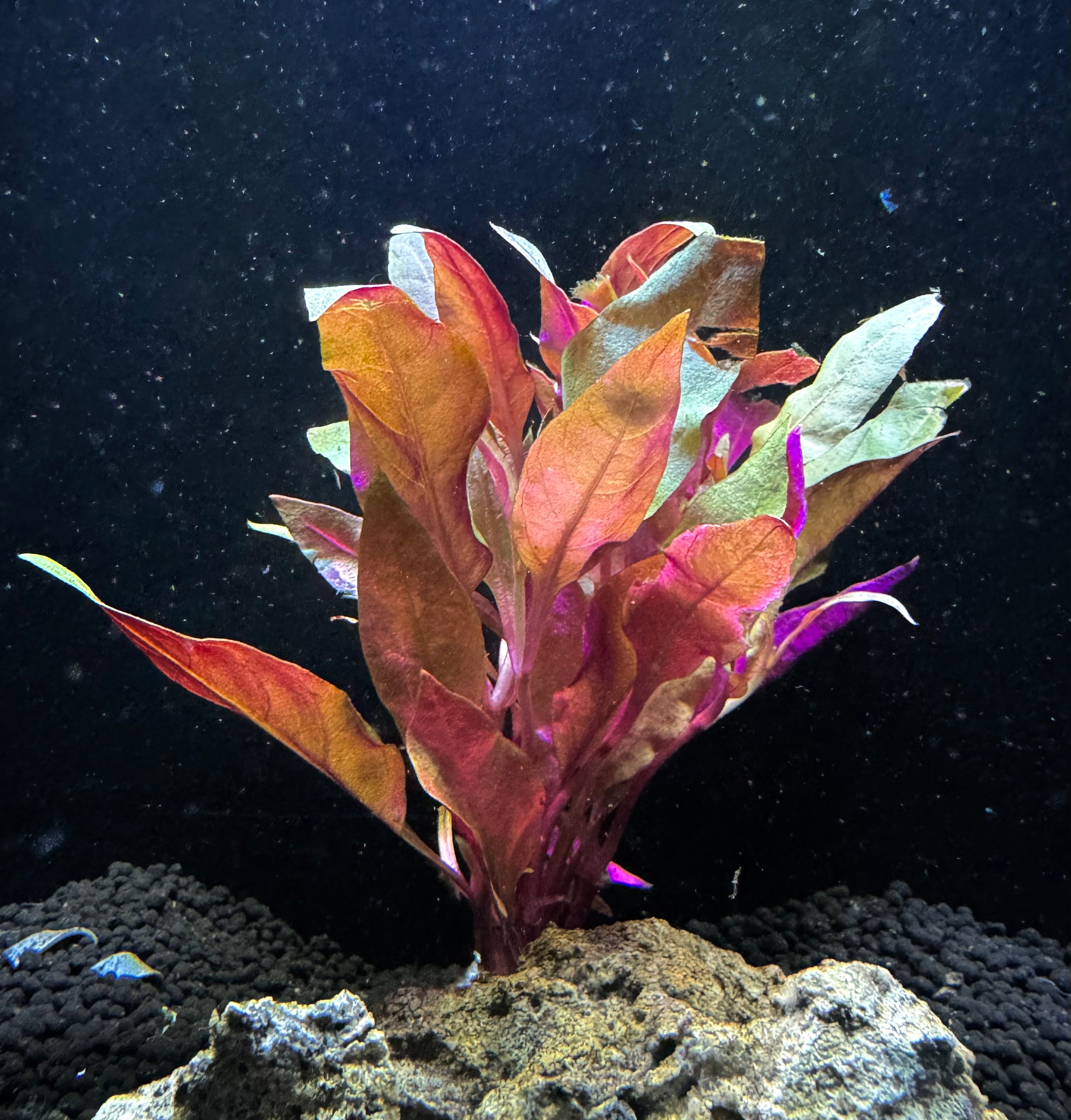 Alternanthera Reineckii Rosaefolia Plant – Natural Environment Aquatix