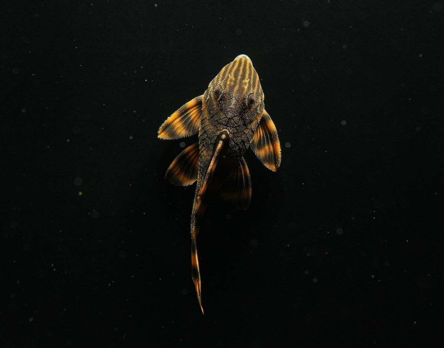 Gold Tiger PlecostomusLDA 01