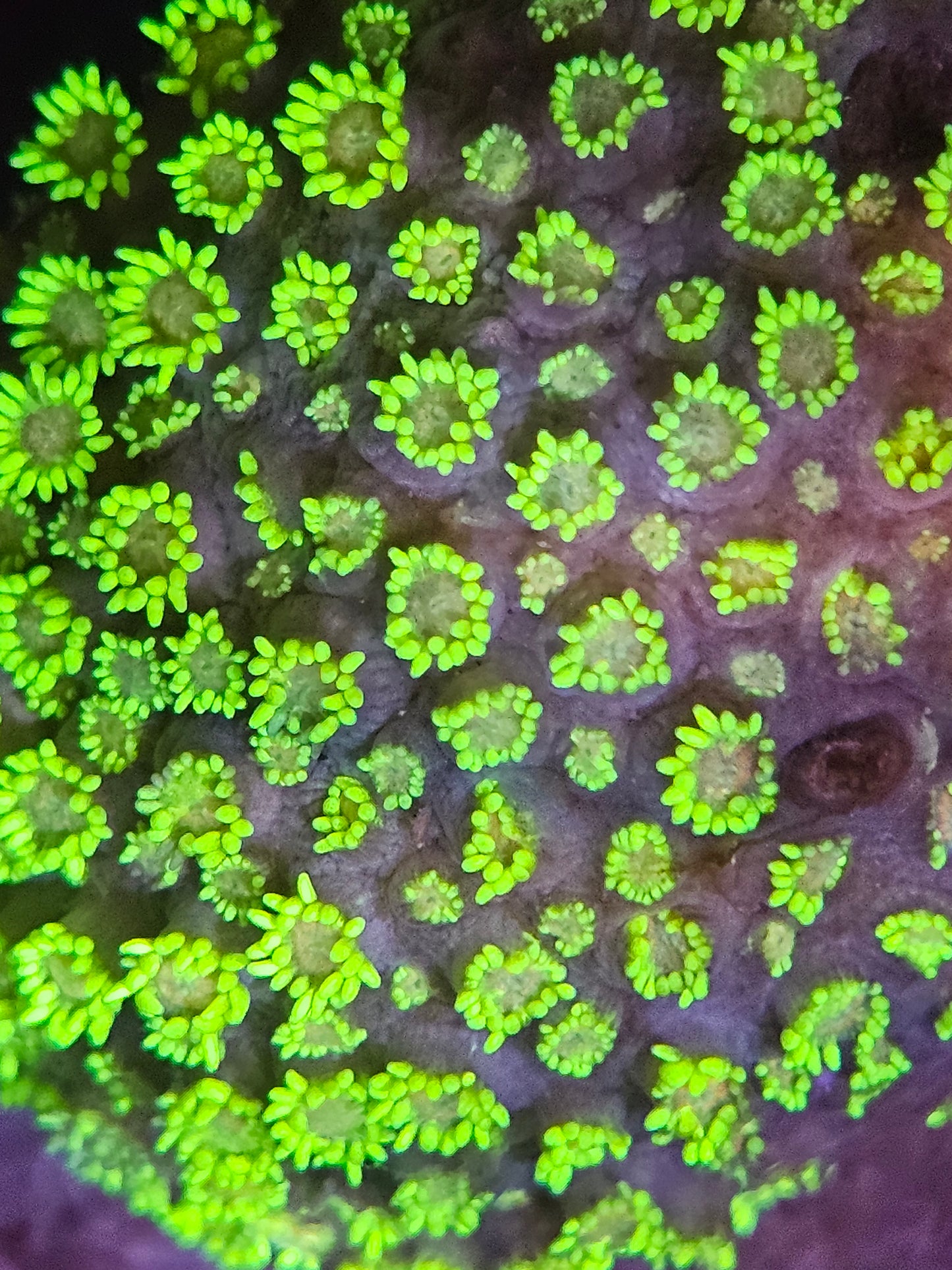 Green Metallic Goniopora