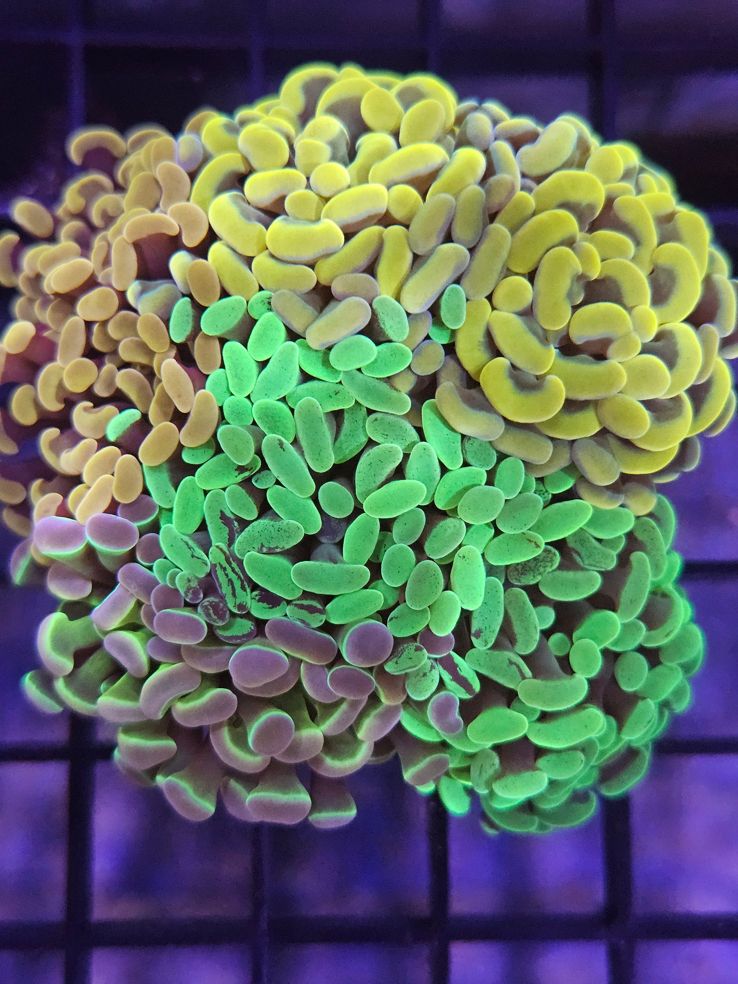 Rainbow Hammer Coral