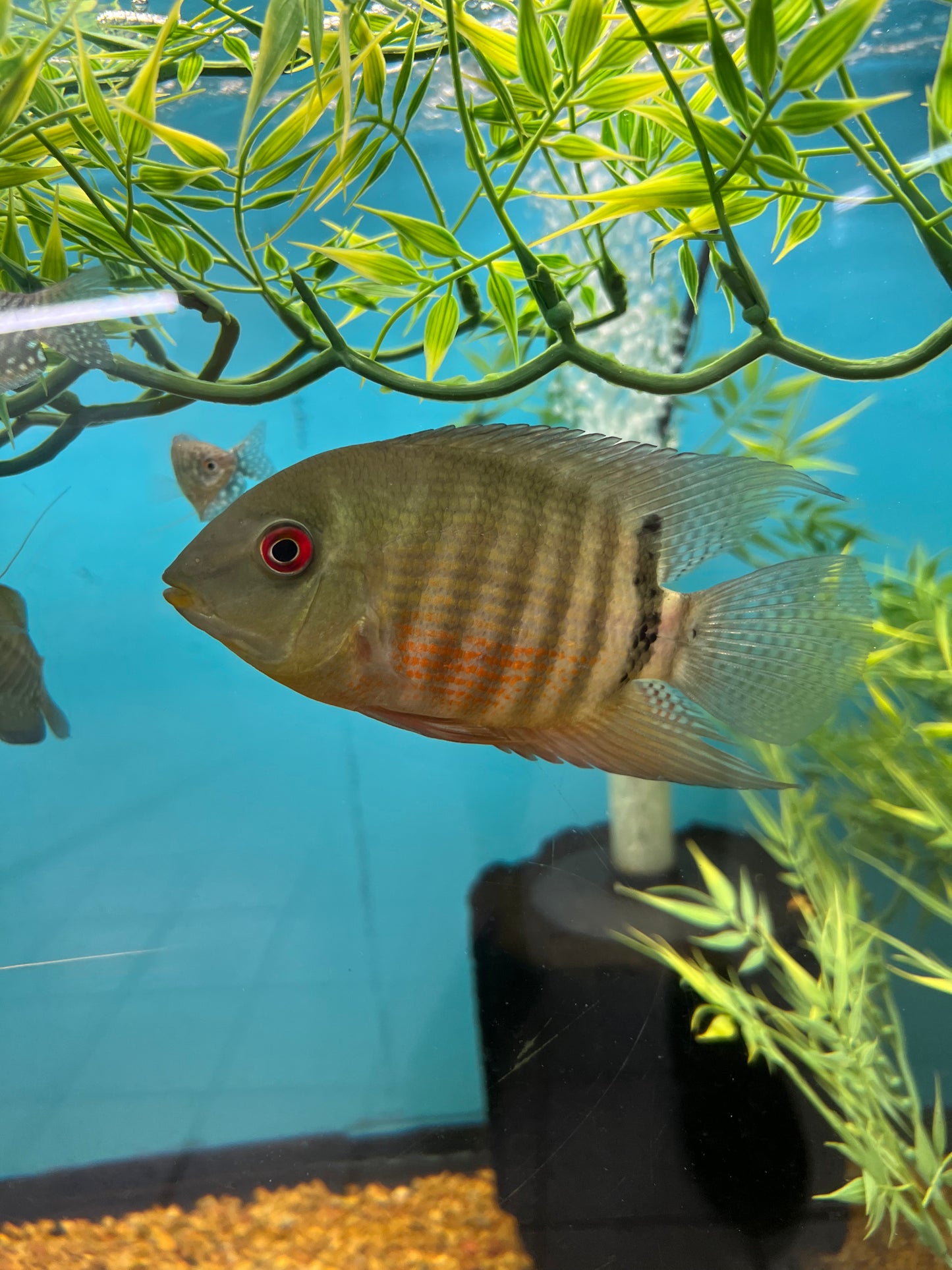 Inirida Severum Cichlid