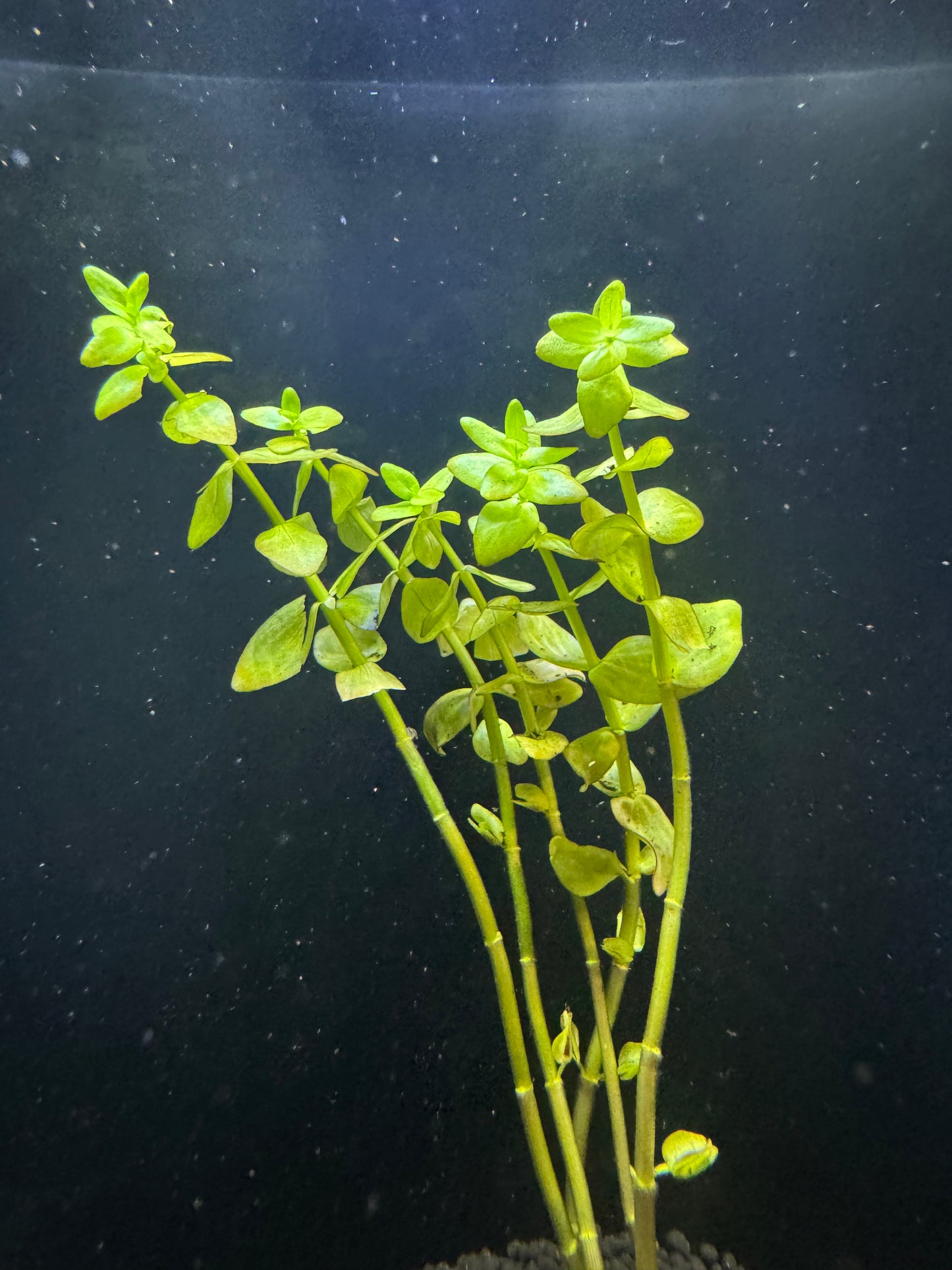 Bacopa Caroliniana "Yellow Flame"