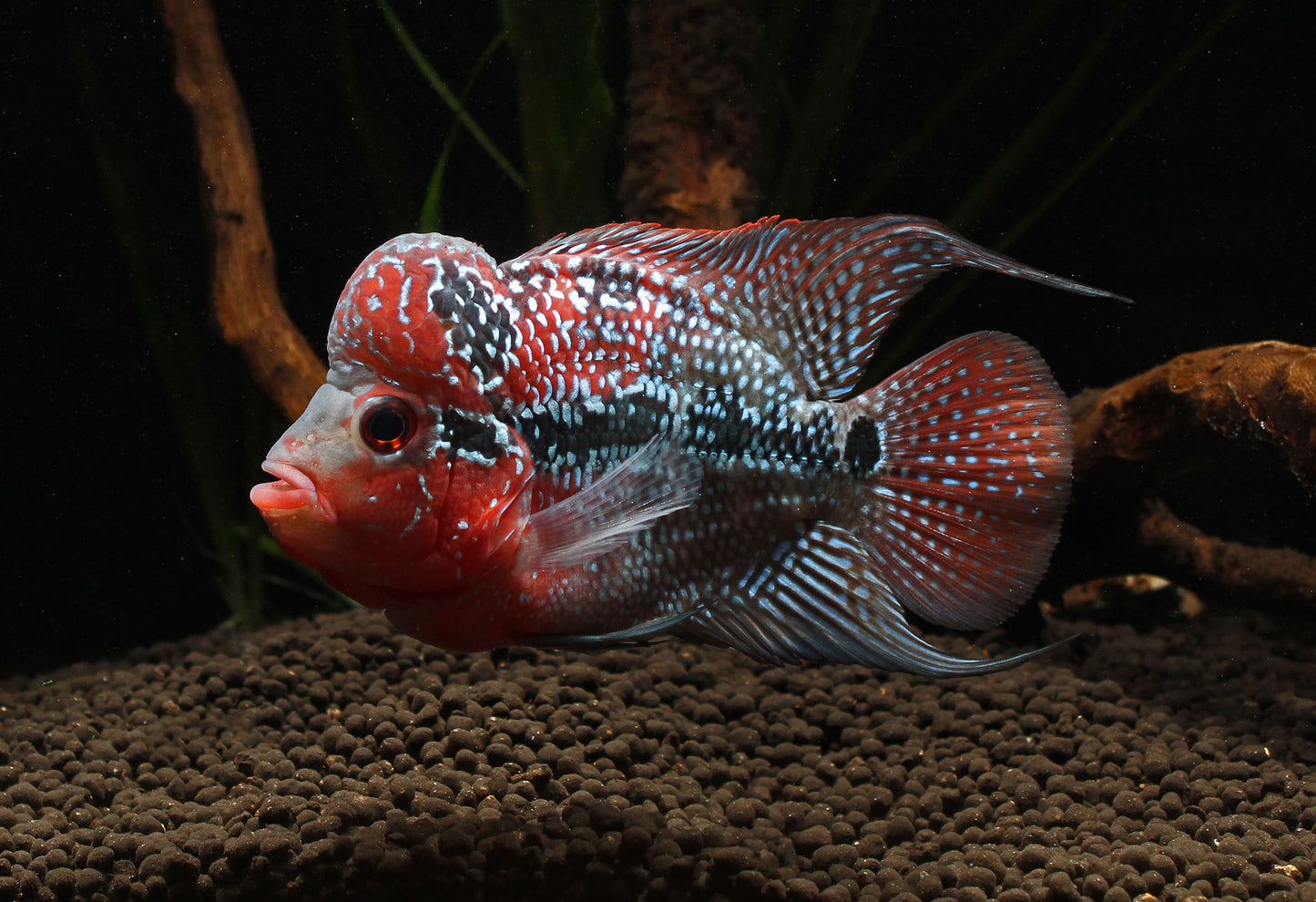 Kamfa Flowerhorn Cichlid