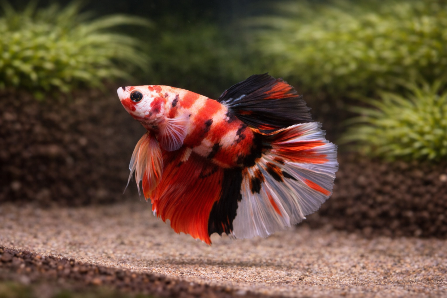 Colorful fish swimming in an aquarium with green plants and gravel.