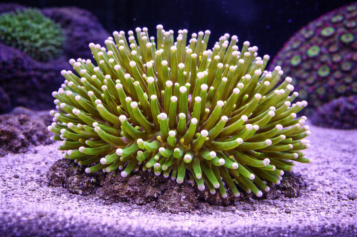 Long Tentacle Plate Coral