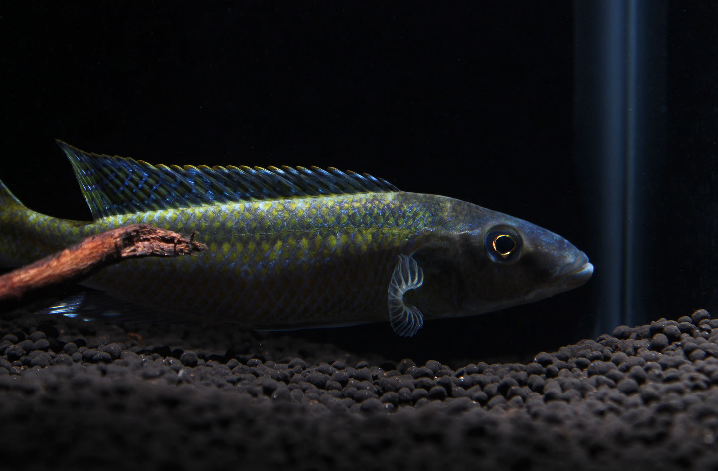 Champsochromis Cichlid