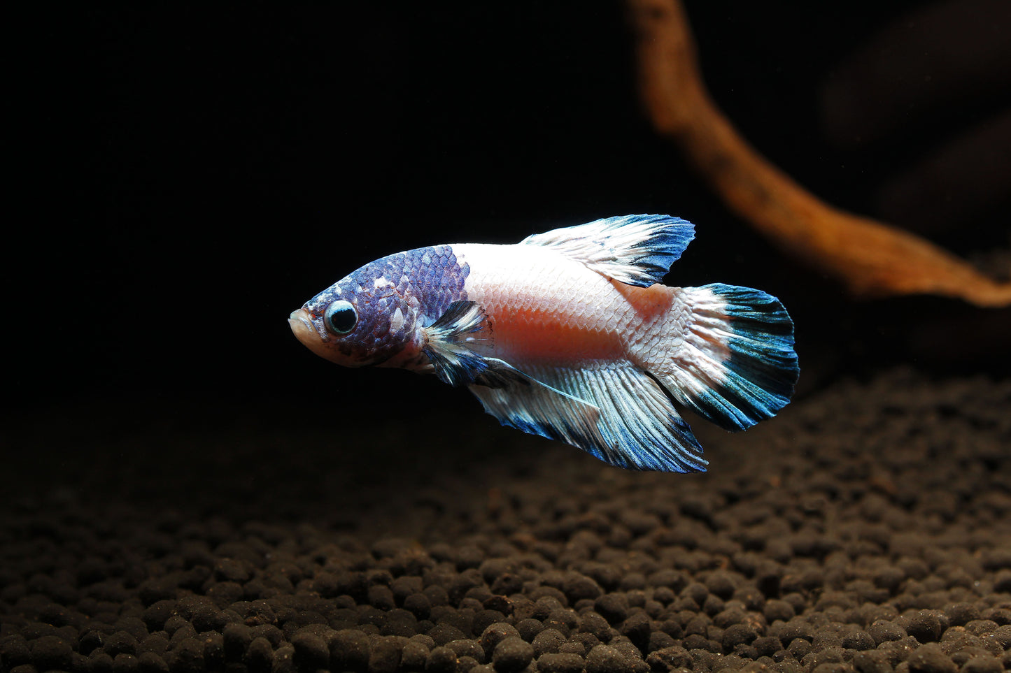 Plakat Marble Male Betta Fish