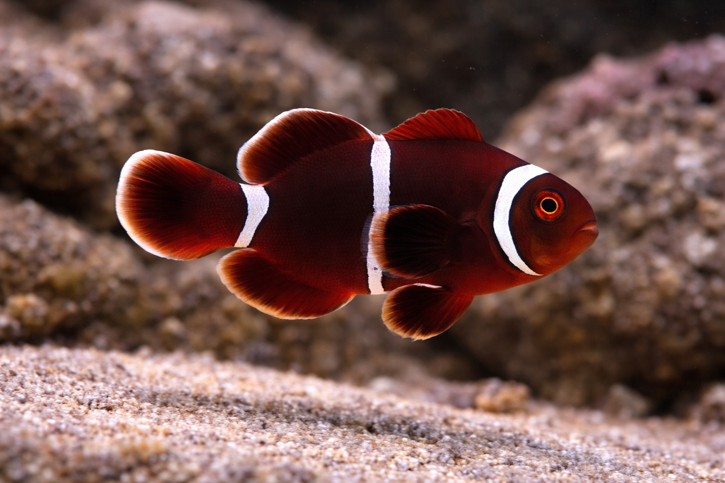 Maroon Clownfish