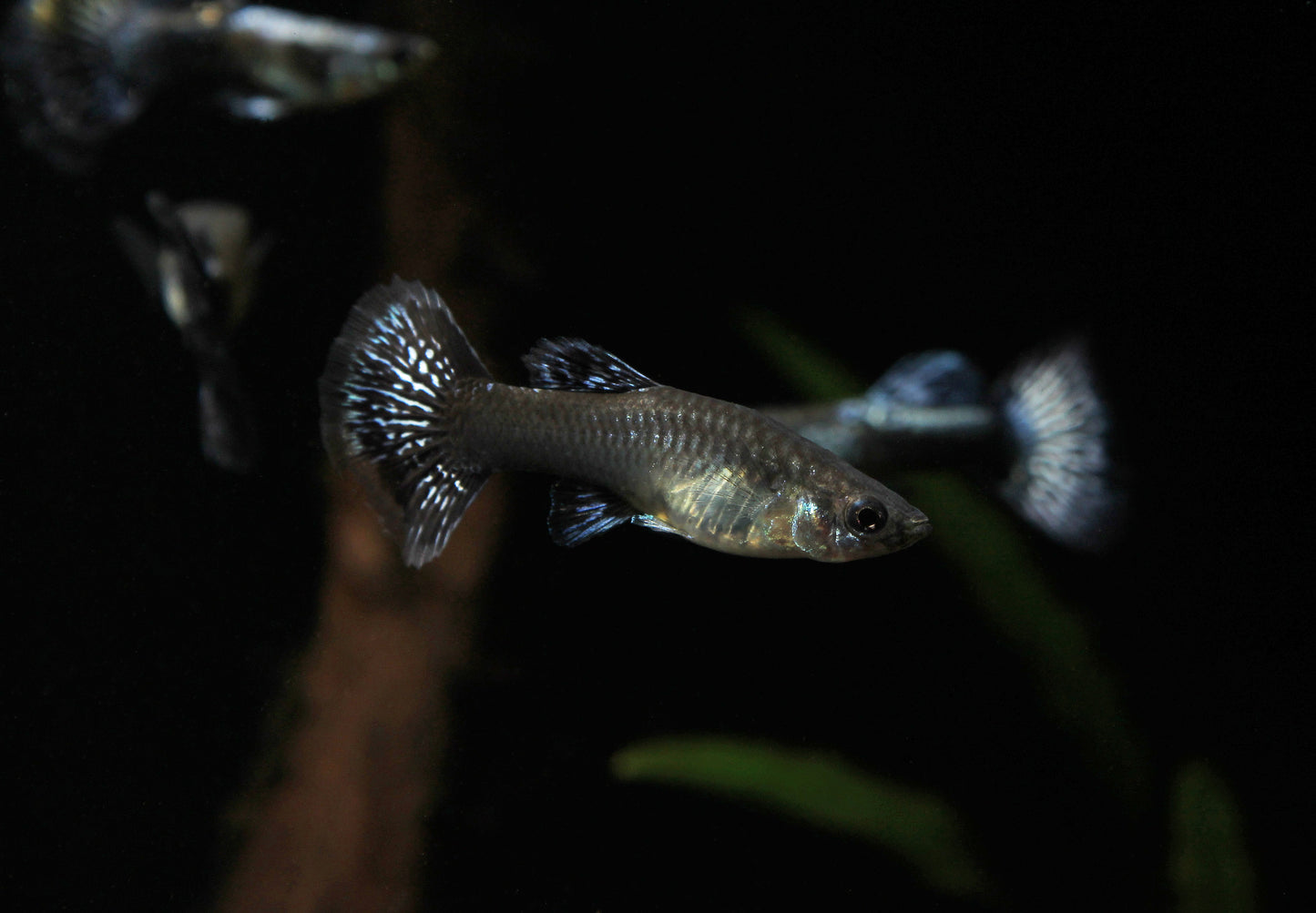 Blue Metal Dragon Guppy