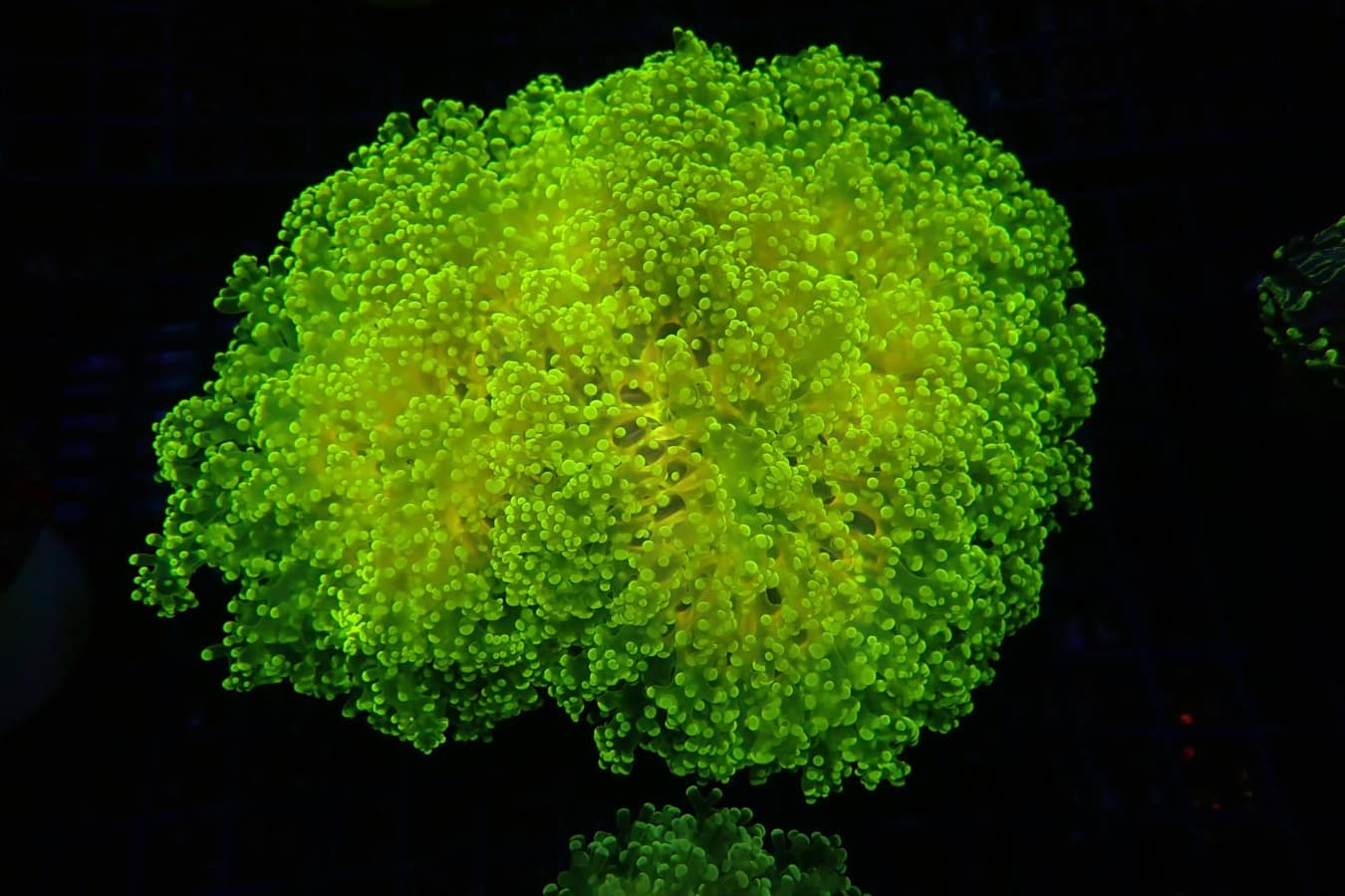 A bright neon green coral-like textured object centered on a black background.