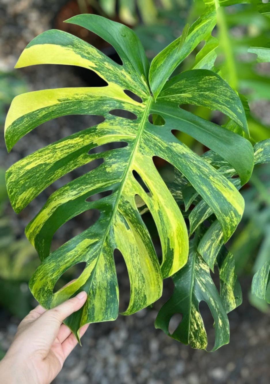 monstera deliciosa aurea variegated Monstera Aurea: 3-5 – Natural Environment Aquatix