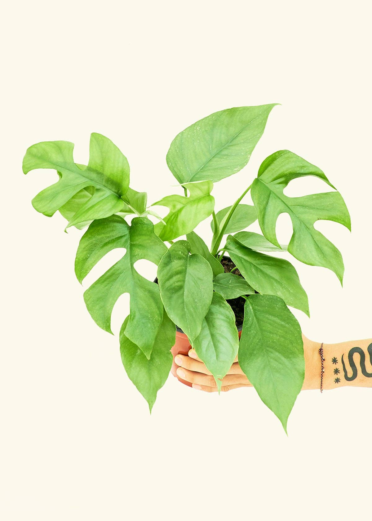 Monstera plants for sale Jacksonville