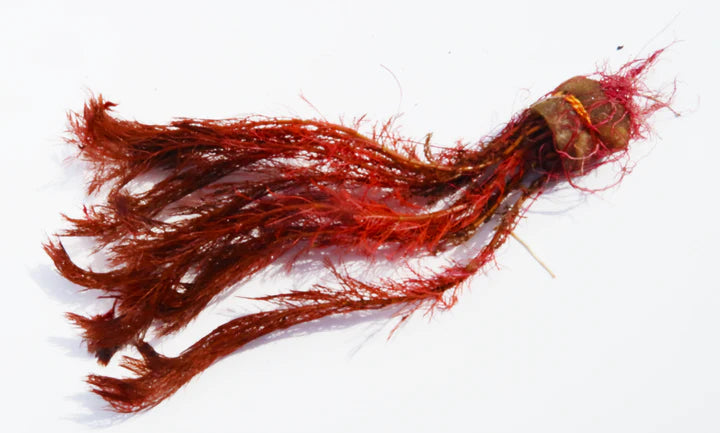 Myriophyllum Tuberculatum Premium