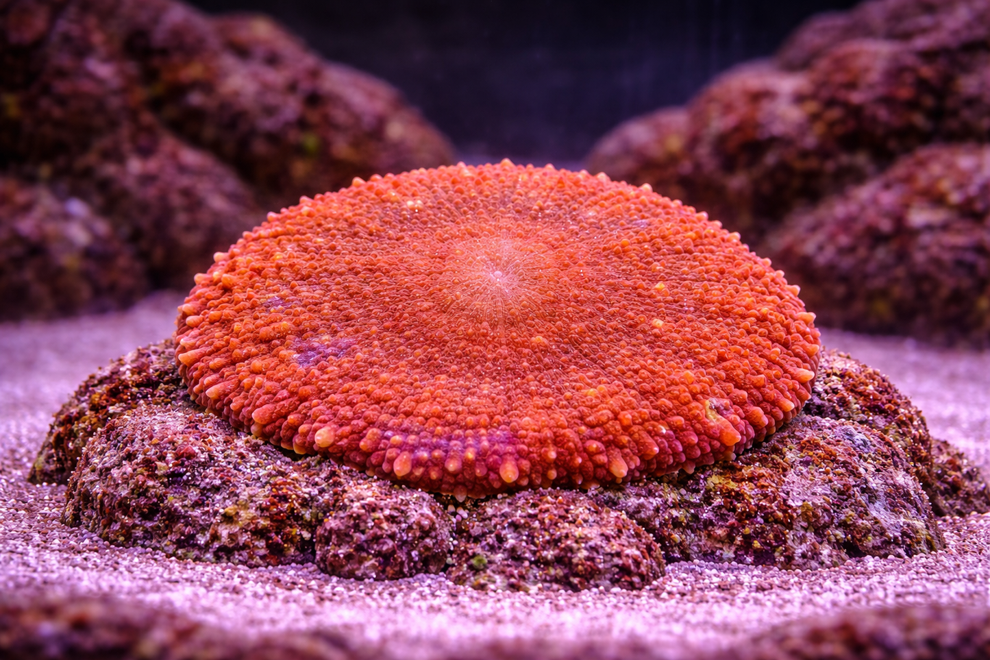 Orange Bullseye Mushroom