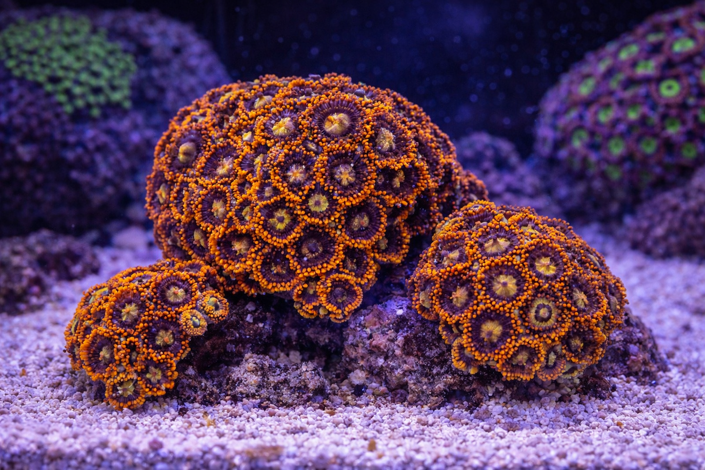 Close-up of colorful coral polyps on a sandy substrate