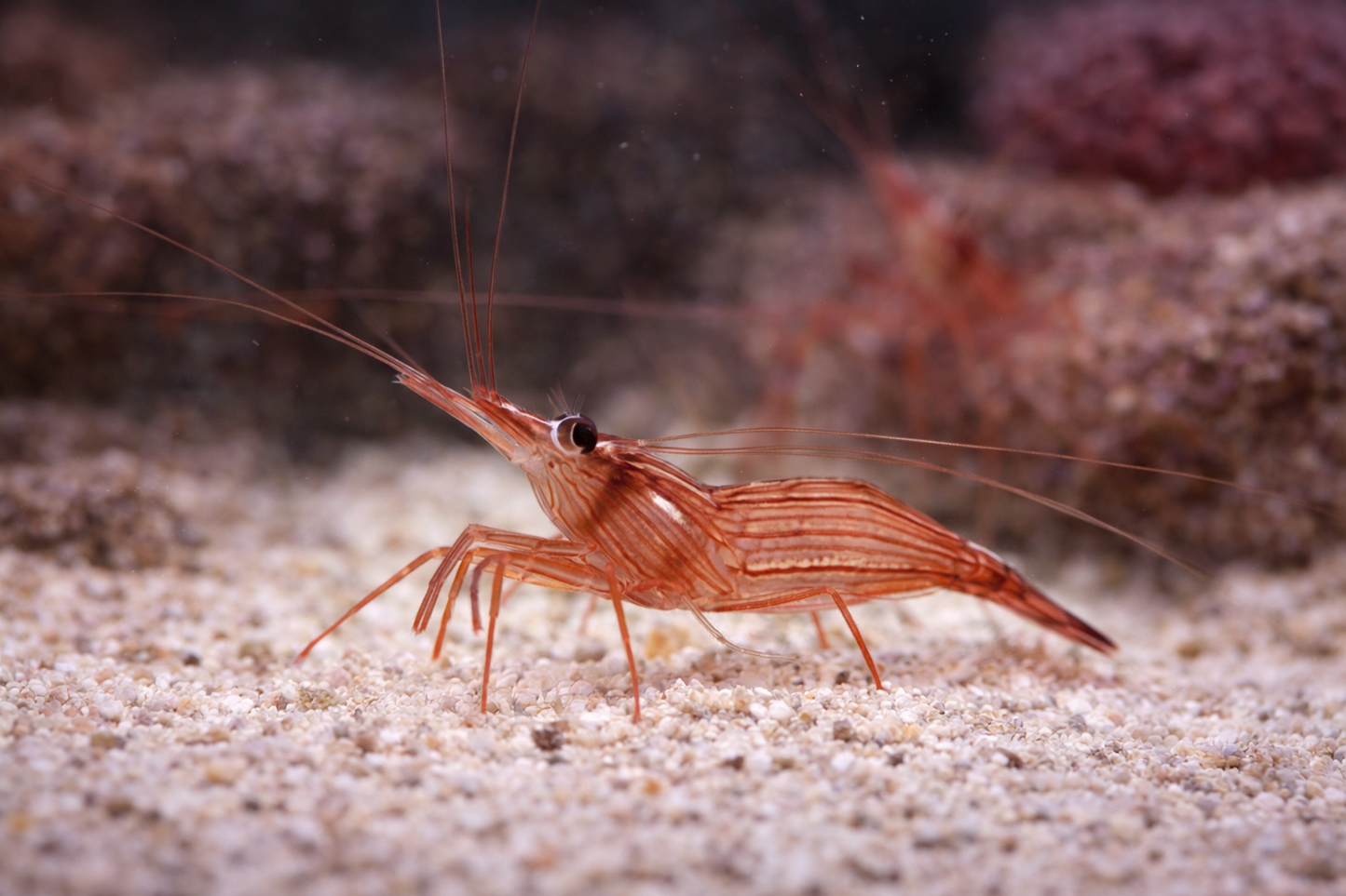 Peppermint Shrimp