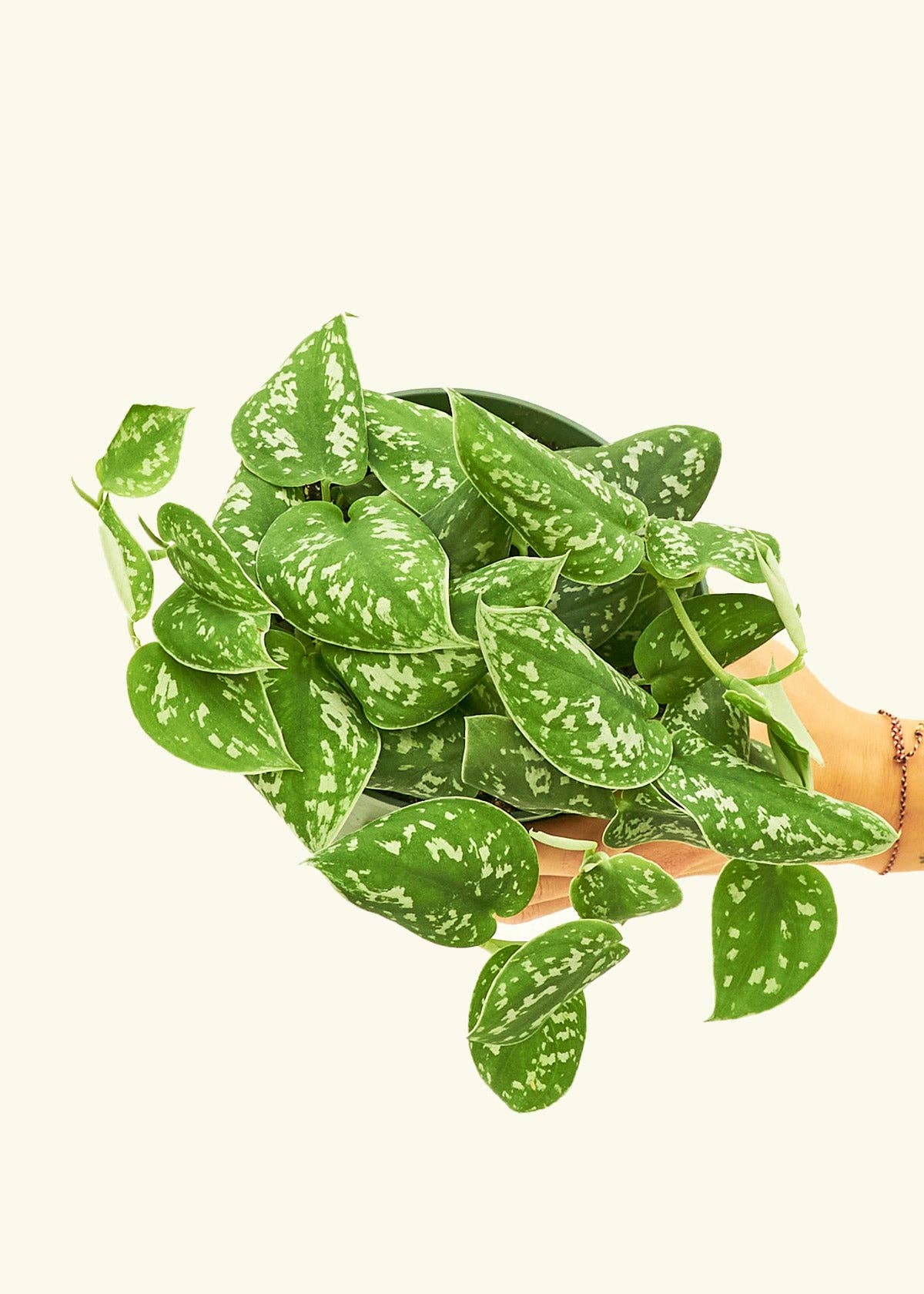 Philodendron for sale Jacksonville FL