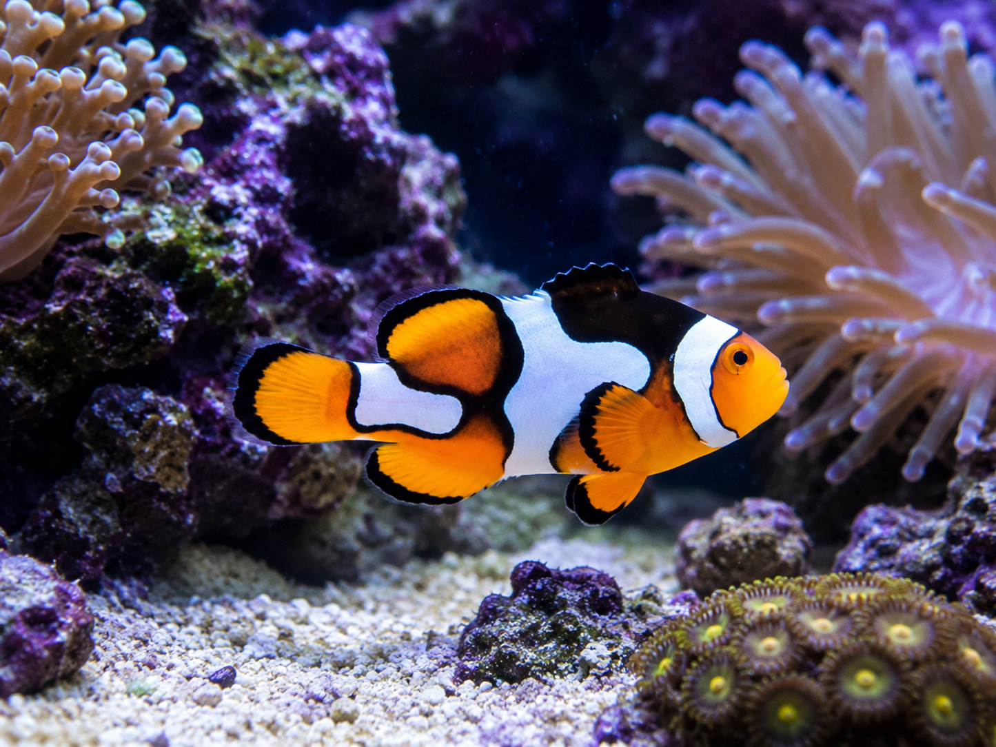 Picasso Platinum ClownfishPicasso