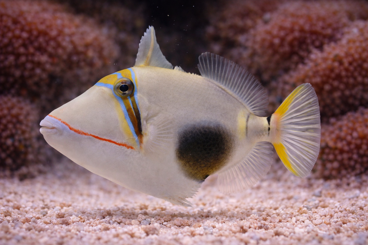 Bursa Triggerfish