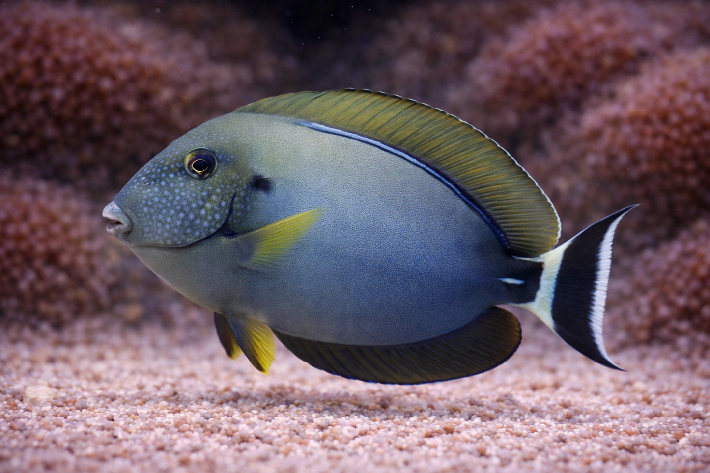 Black-Eared Tang