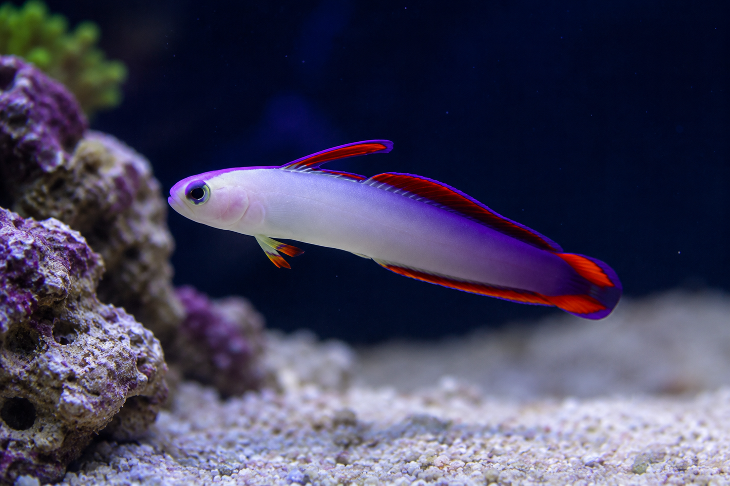 Purple Firefish Goby