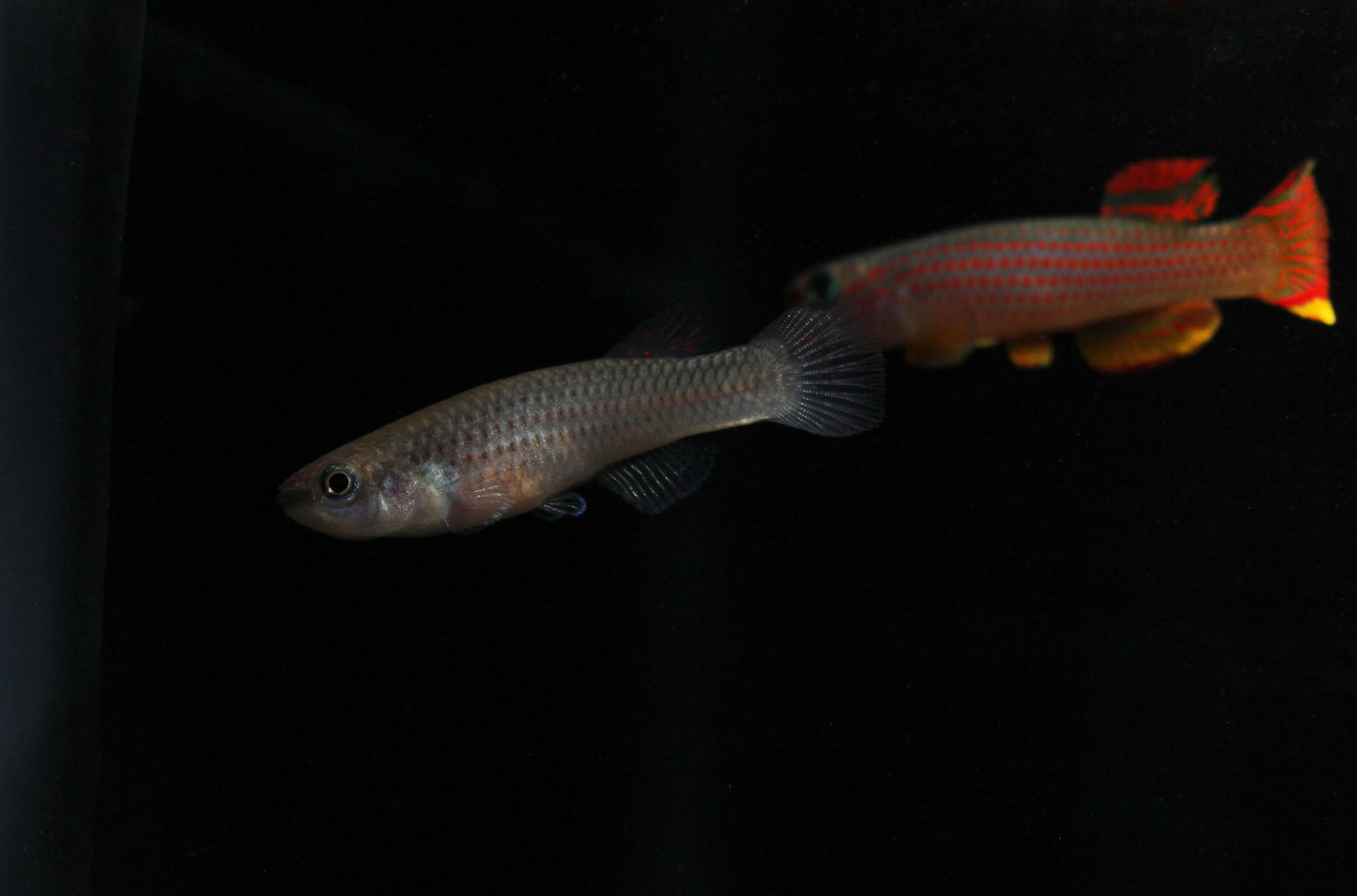 Aphyosemion Striantum " Red Striped Killifish" Pair