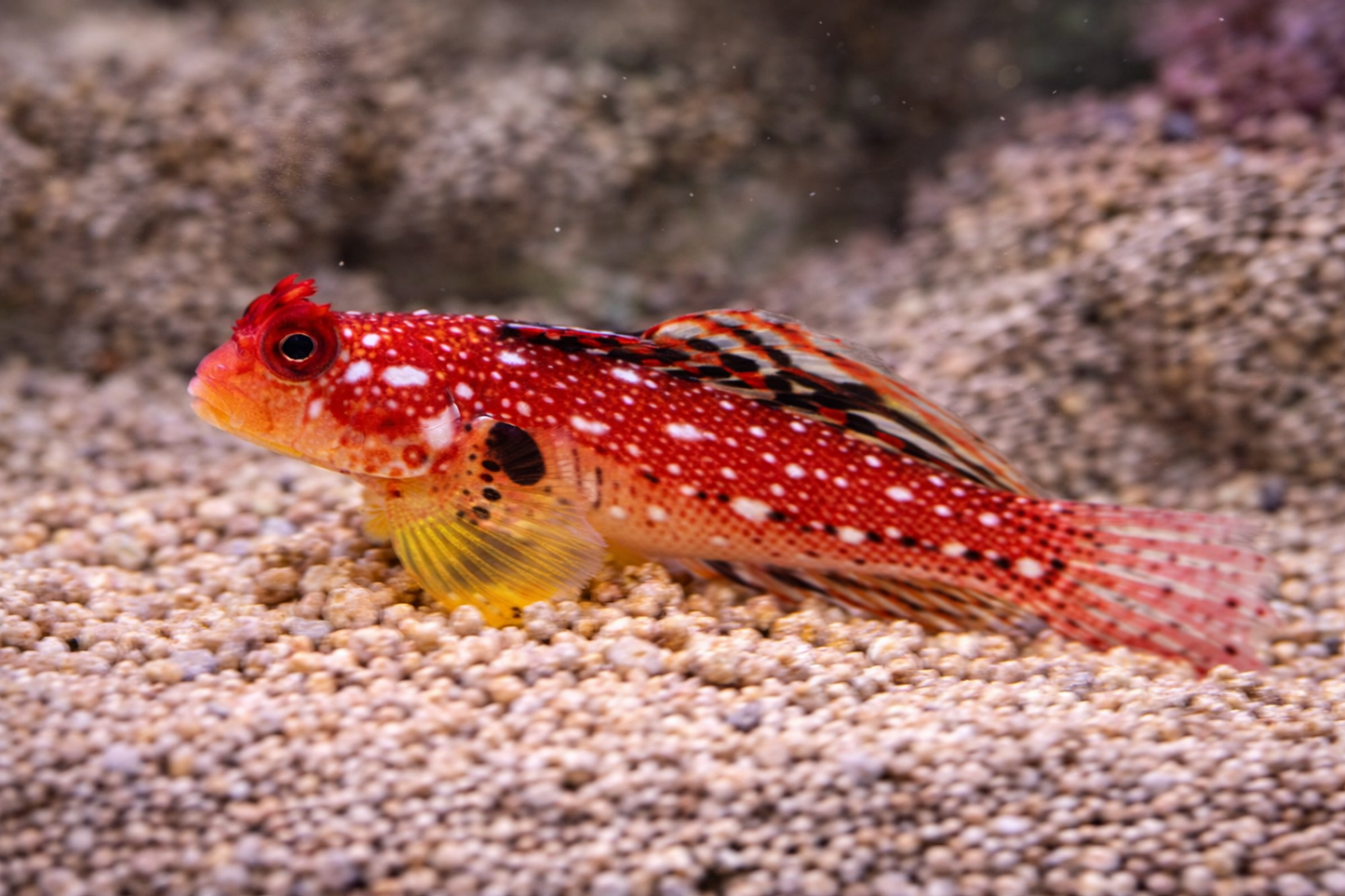 Red and white fish with black spots on a sandy substrate