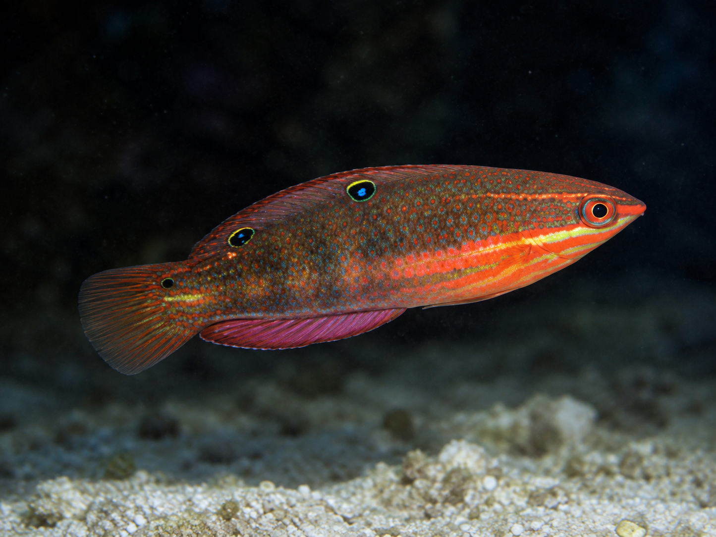 Red fish with a black background