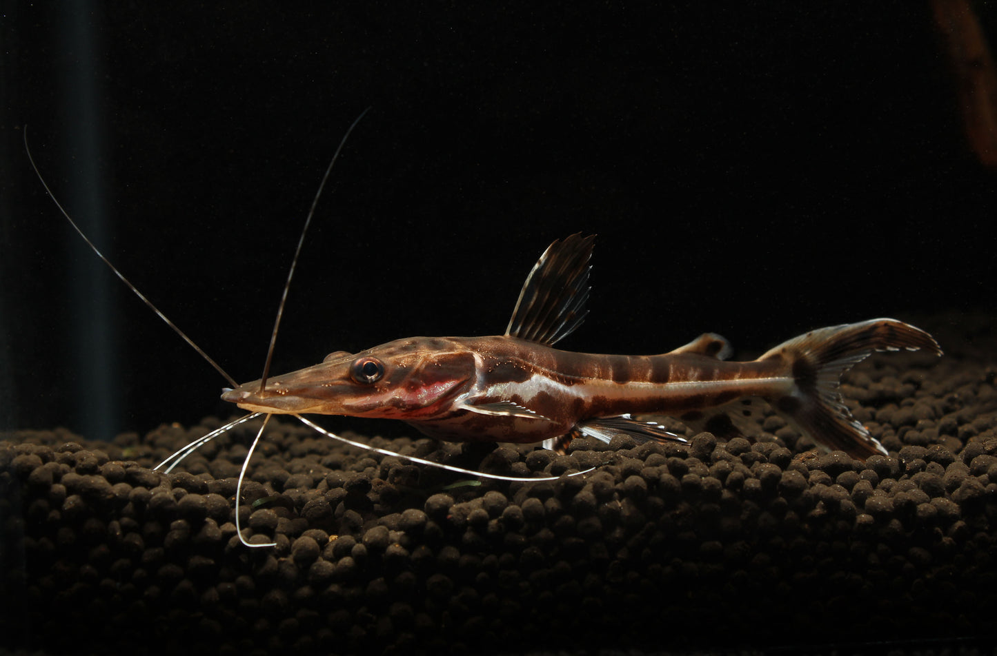 Tiger Shovelnose Catfish