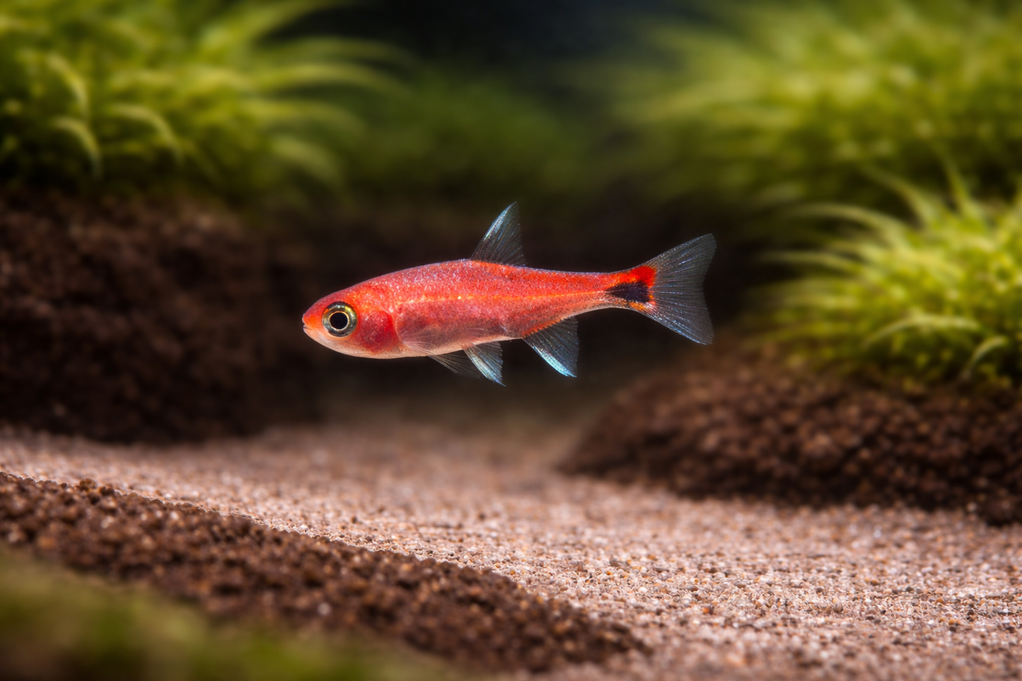 Red fish swimming in an aquarium with green plants and brown substrate