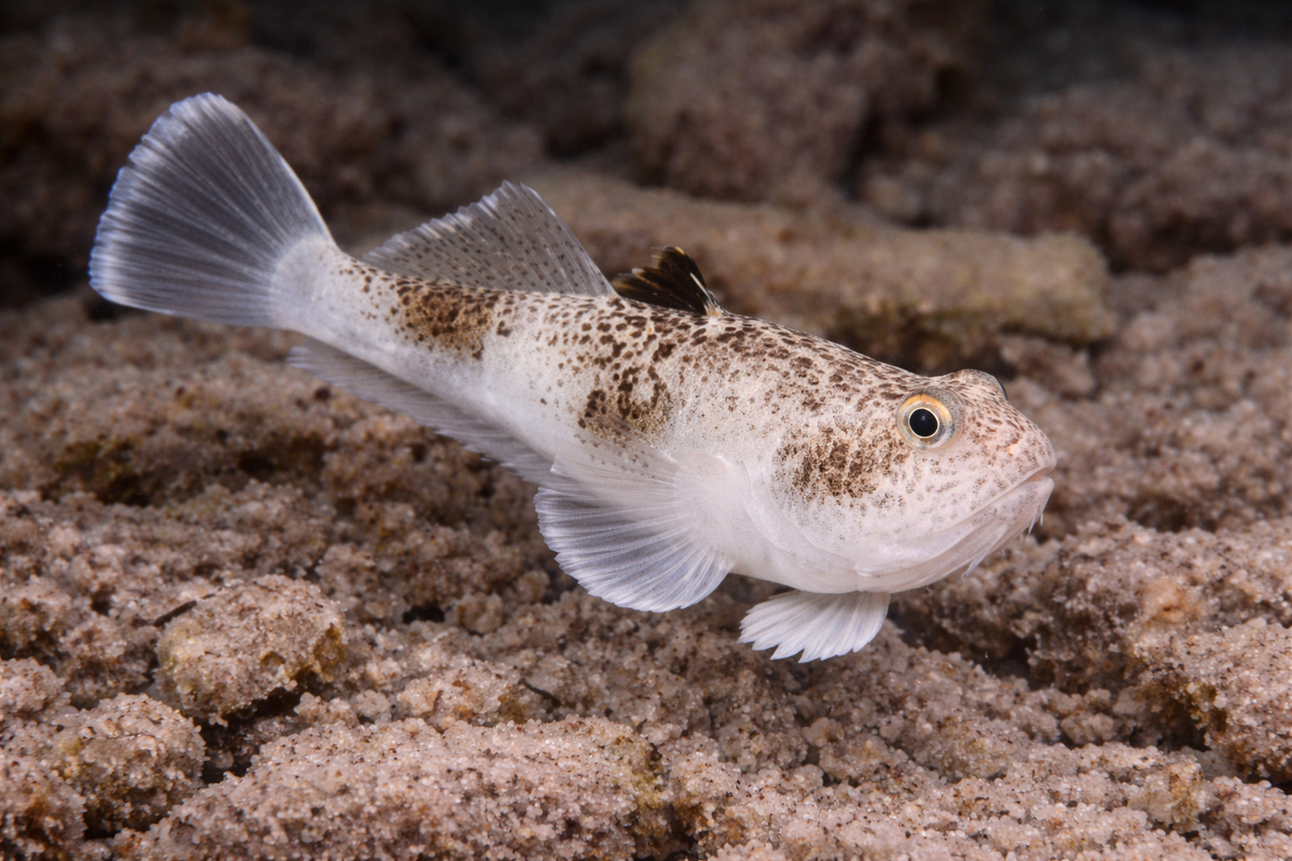 Stargazer Blenny