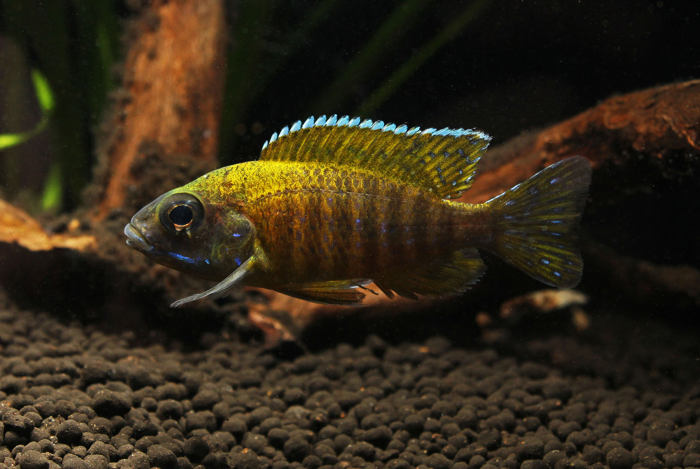 Sunshine Peacock Cichlid Small
