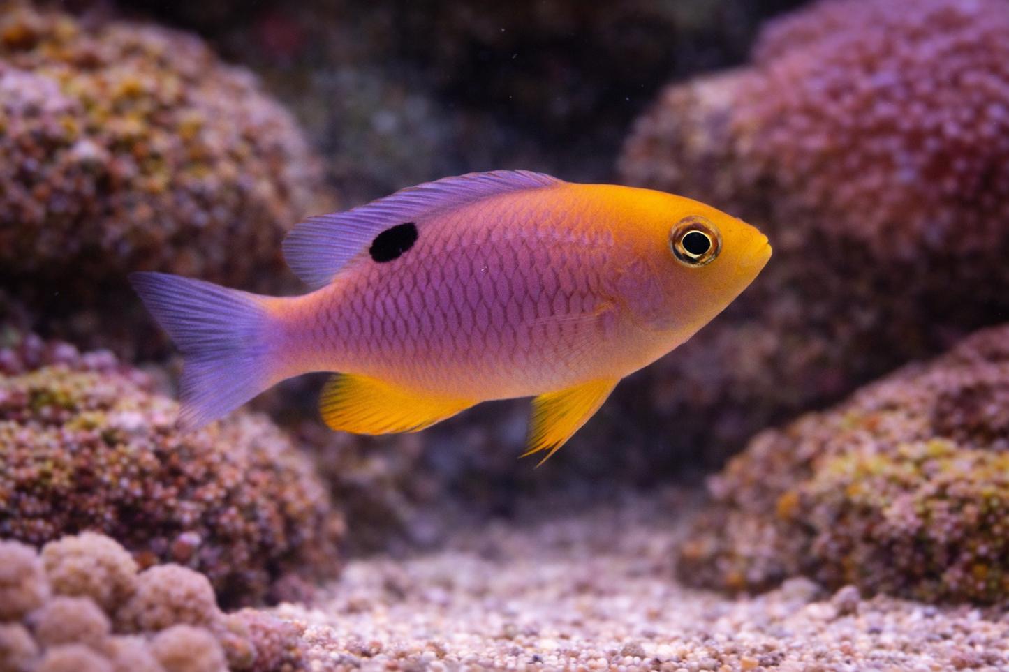 Colorful fish with purple and yellow body swimming among coral in an aquarium setting