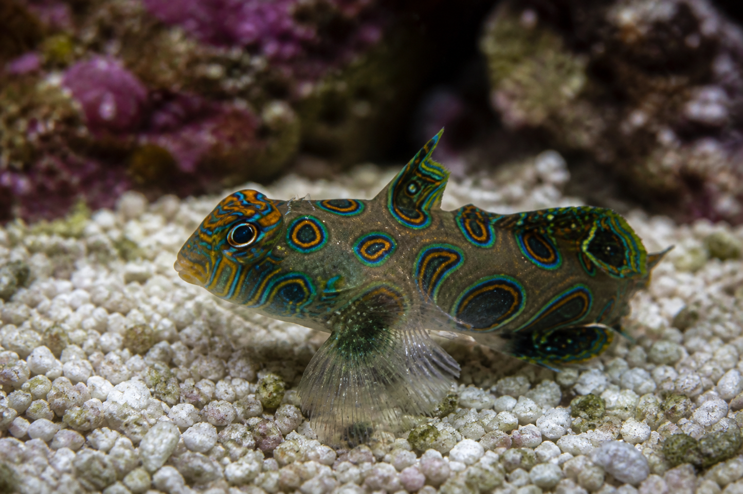 Target Mandarin Goby