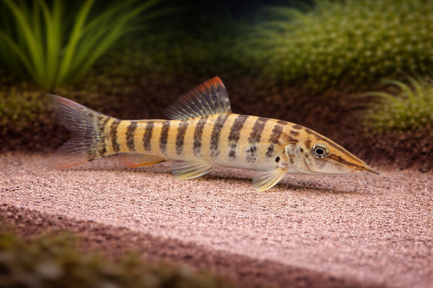 Tiger Botia