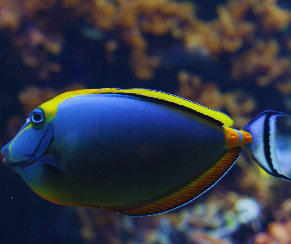 Blonde Naso Tang (RS)