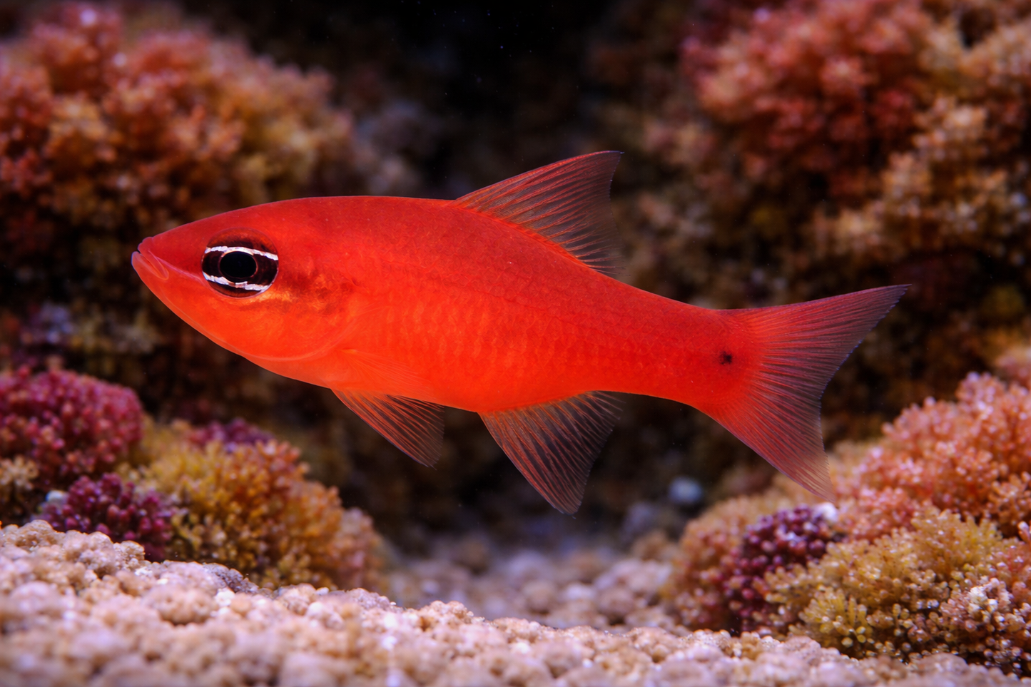 Ruby Red Cardinalfish