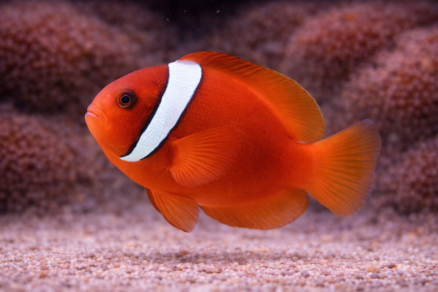 Tomato Clownfish