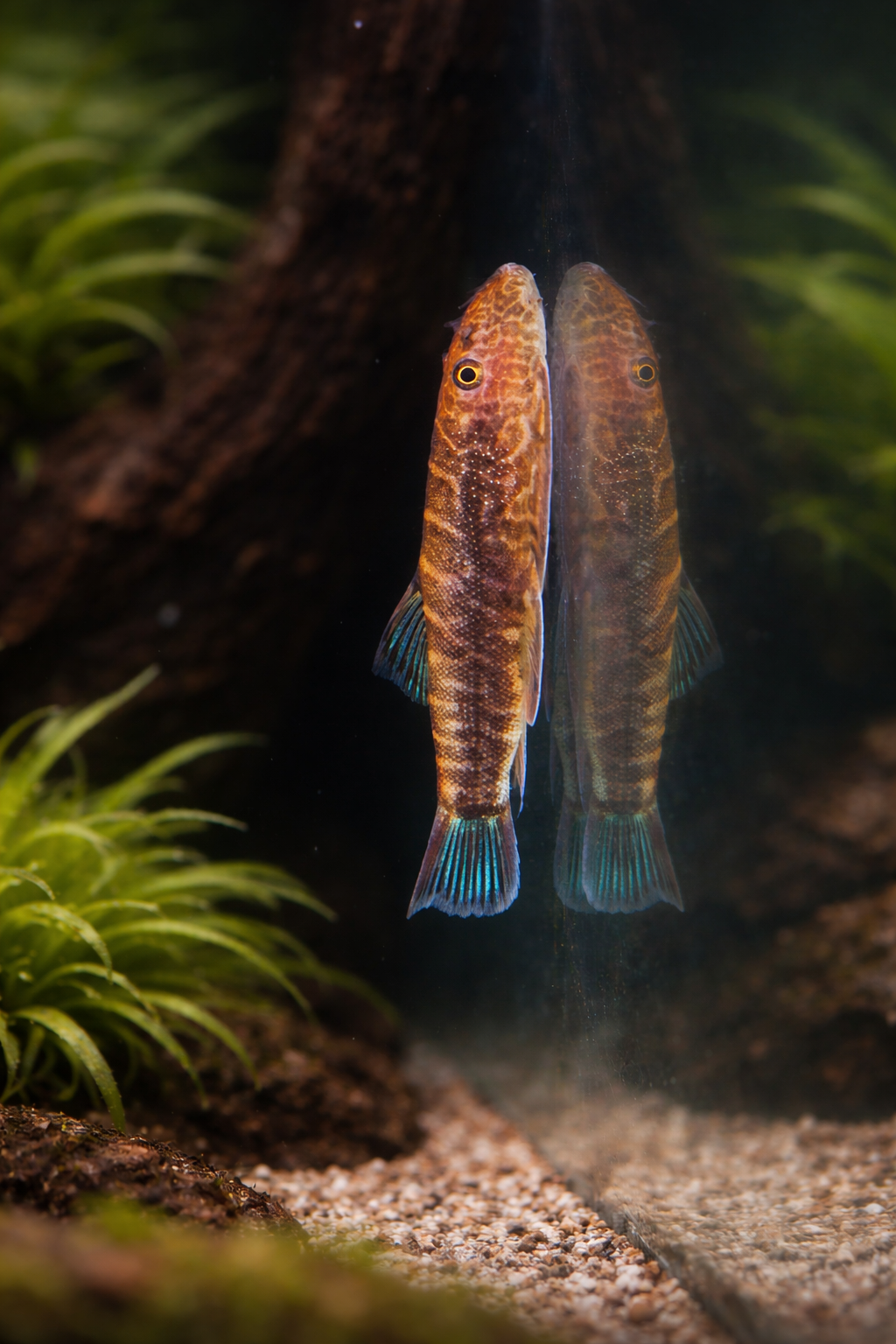 Zebra Hillstream Loach