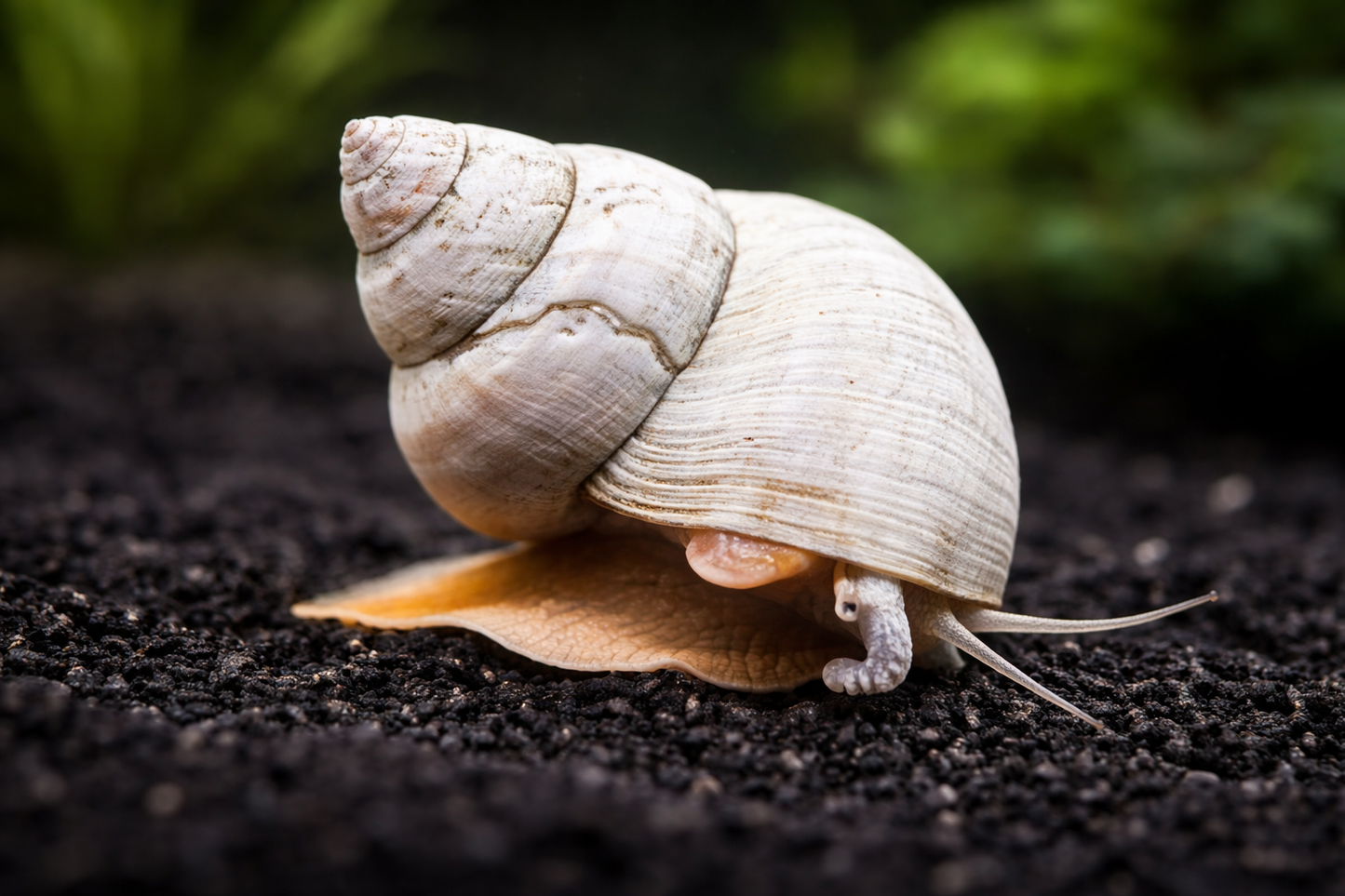 Snail on a dark surface with a blurred green background