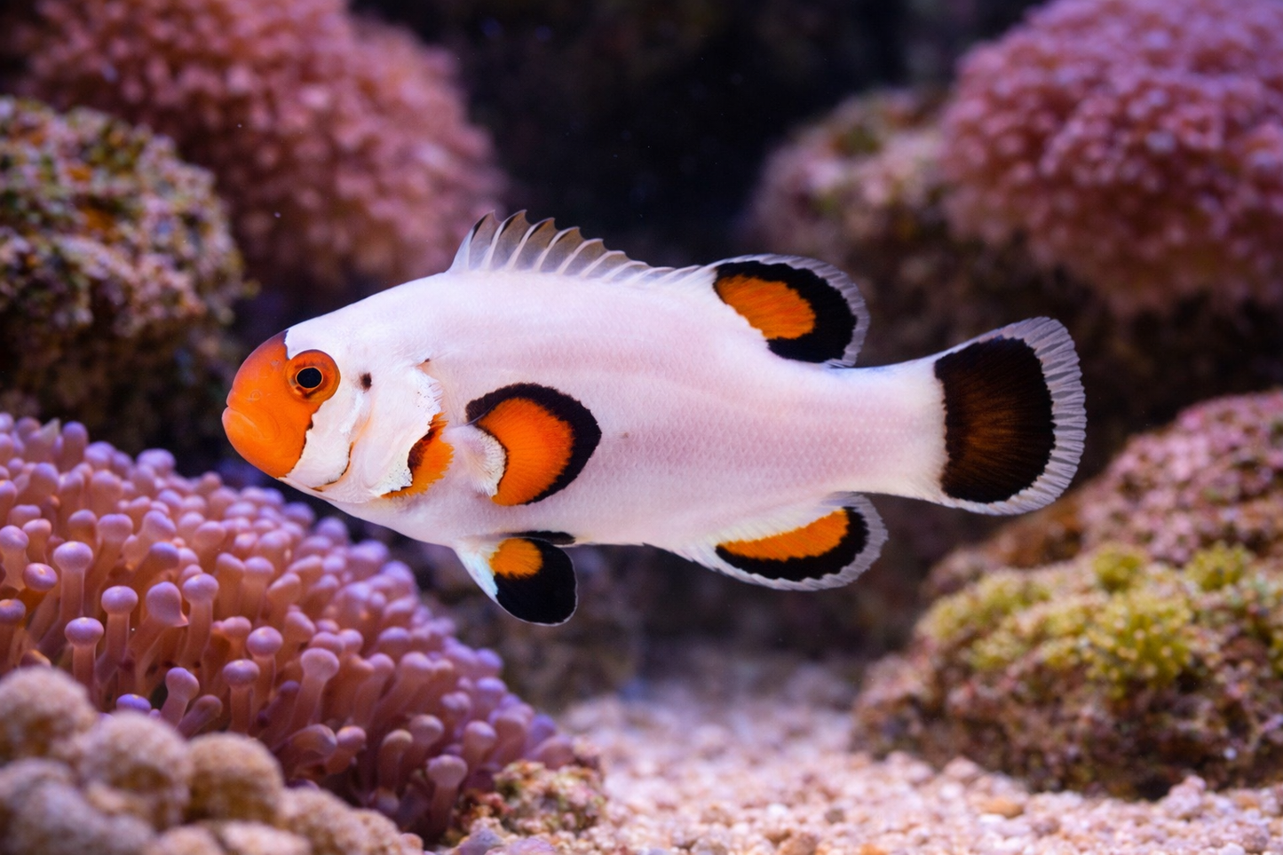 Wyoming White Clownfish