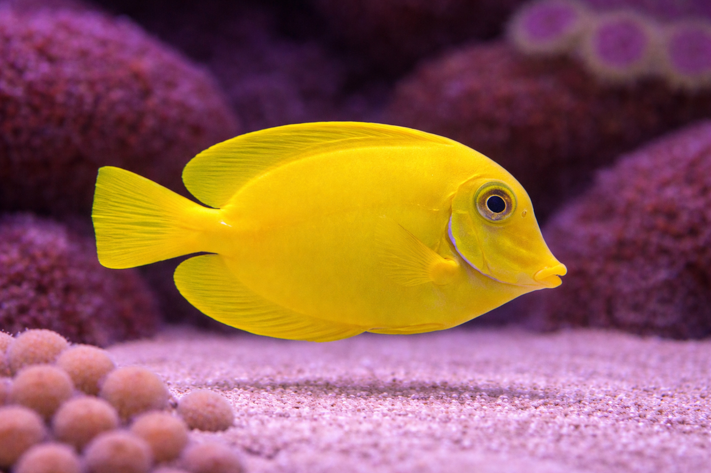 Yellow fish swimming in an aquarium with purple coral