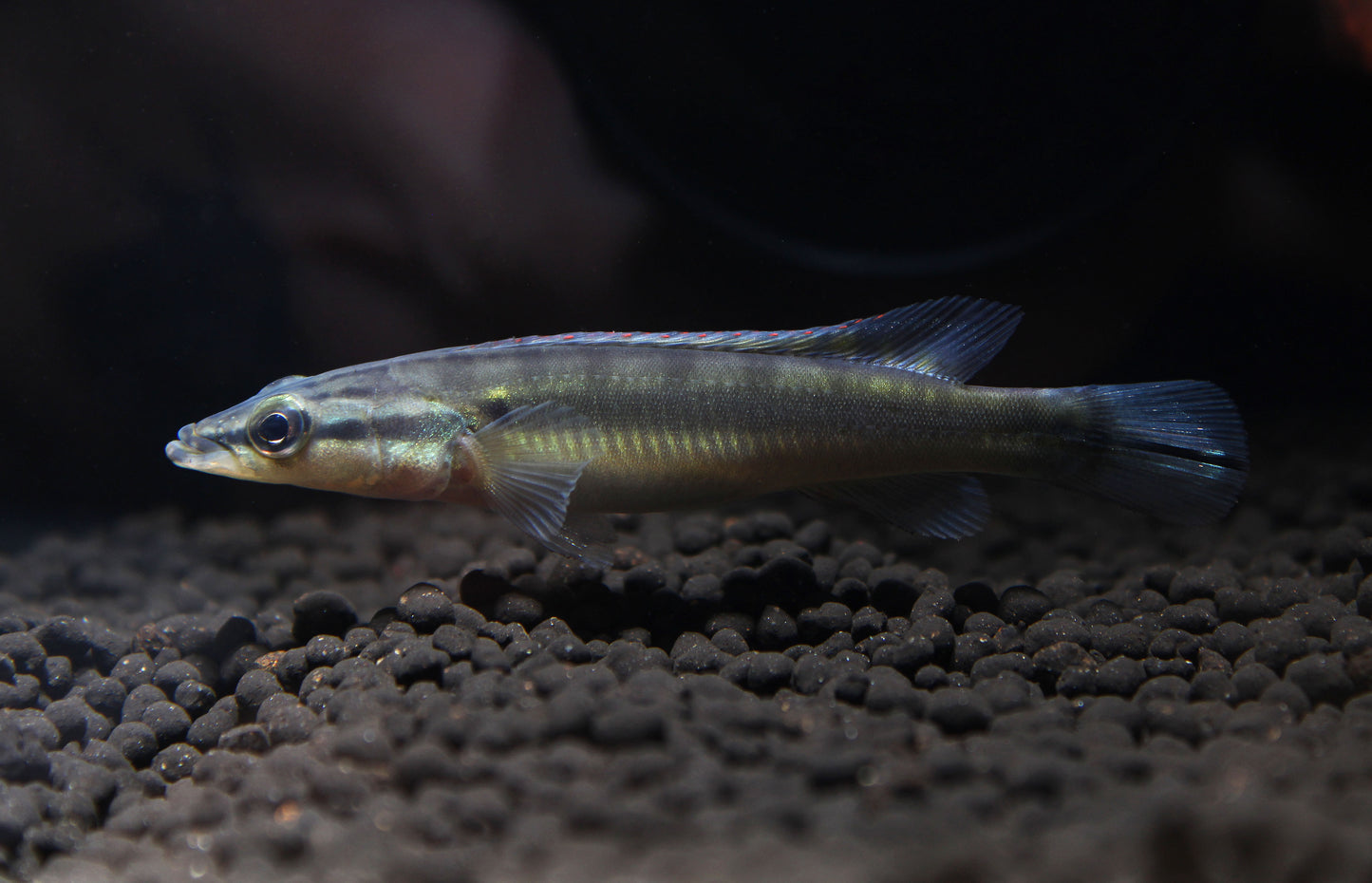 Zebra Pike Juvenile 2"