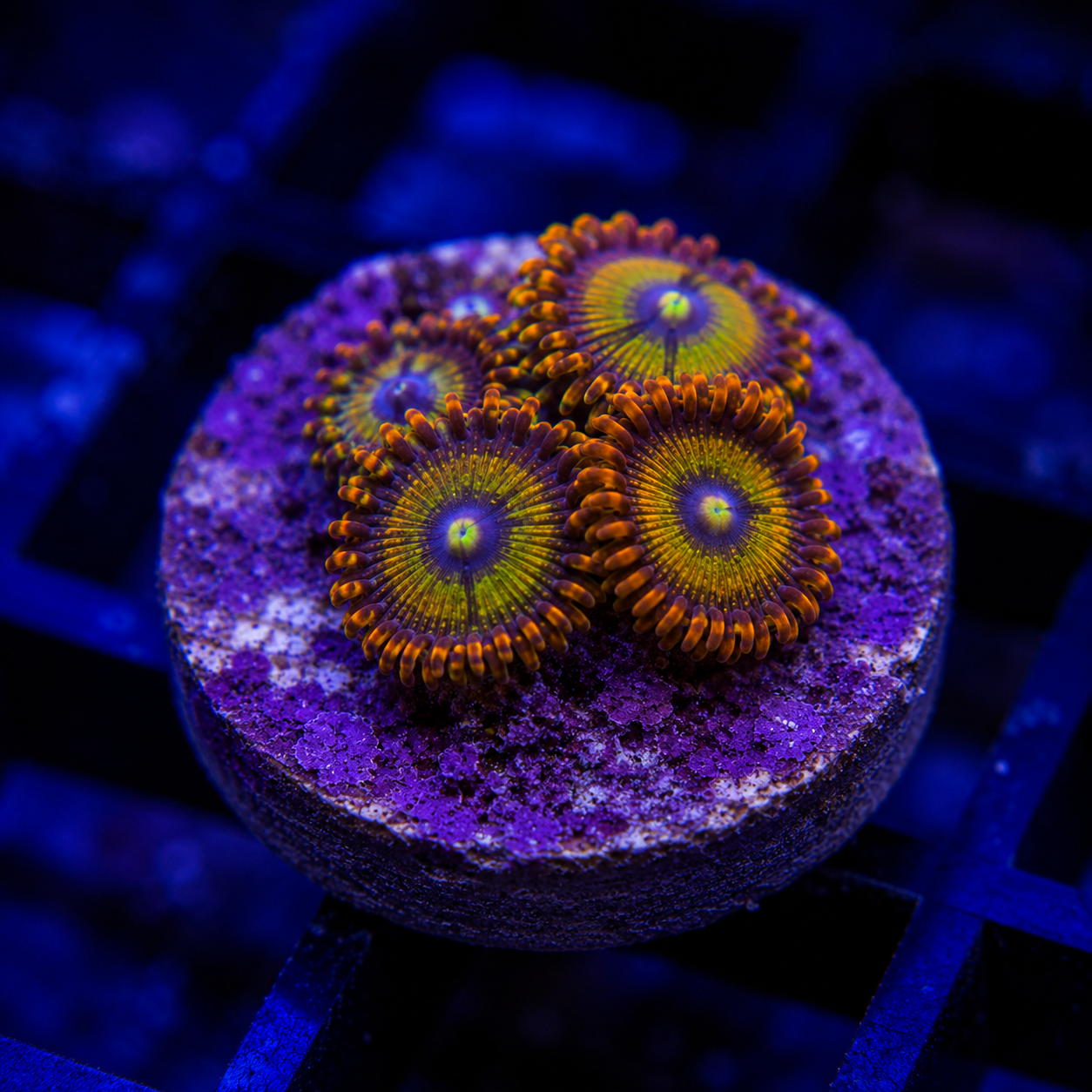 Zoa Frag