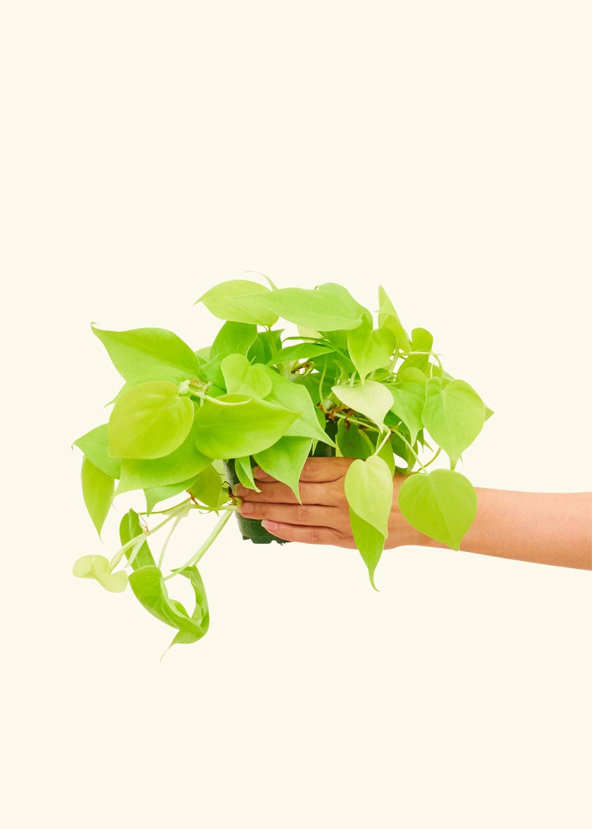 affordable houseplants Jacksonville