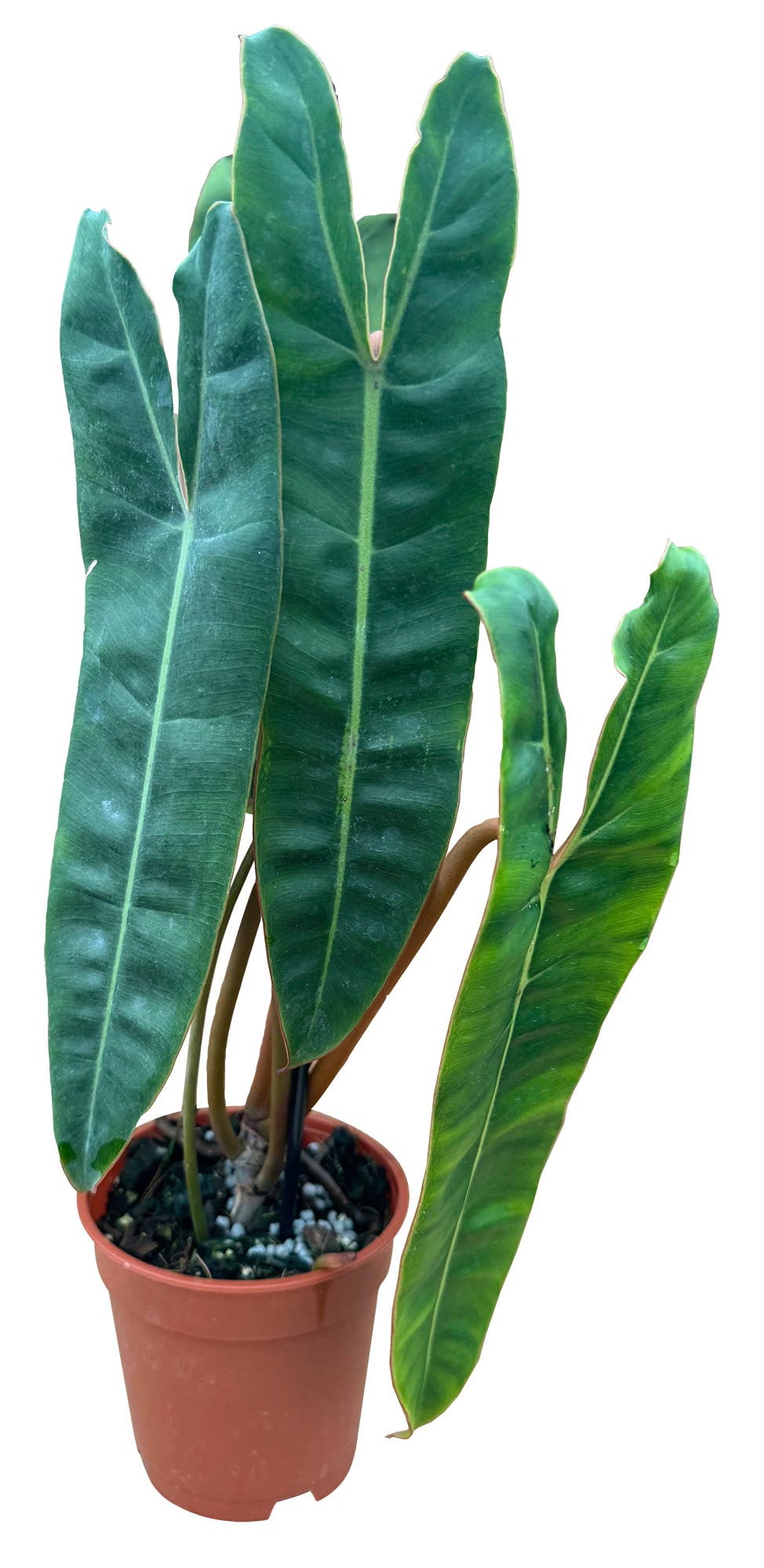 philodendron green 4 Philodendron Billitiae Green 4 inch in Grower Pot