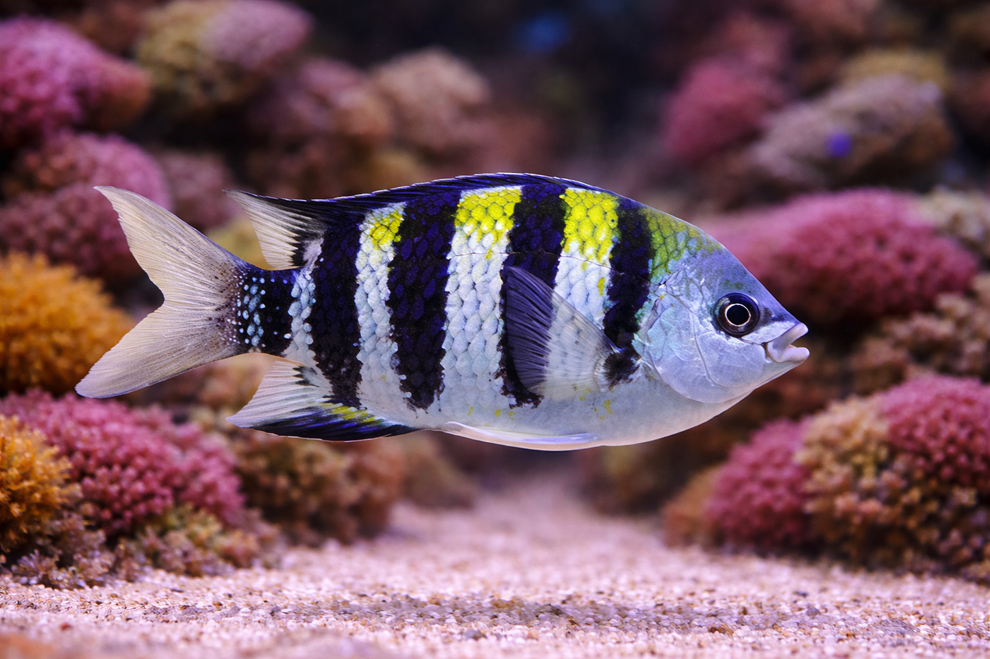 Sargent Major Damselfish