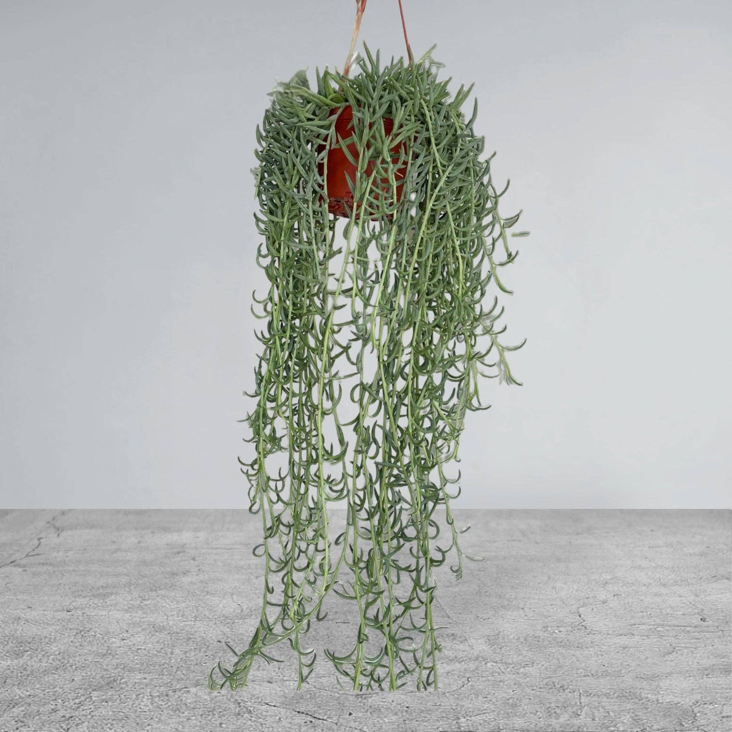 house plants Jacksonville FL