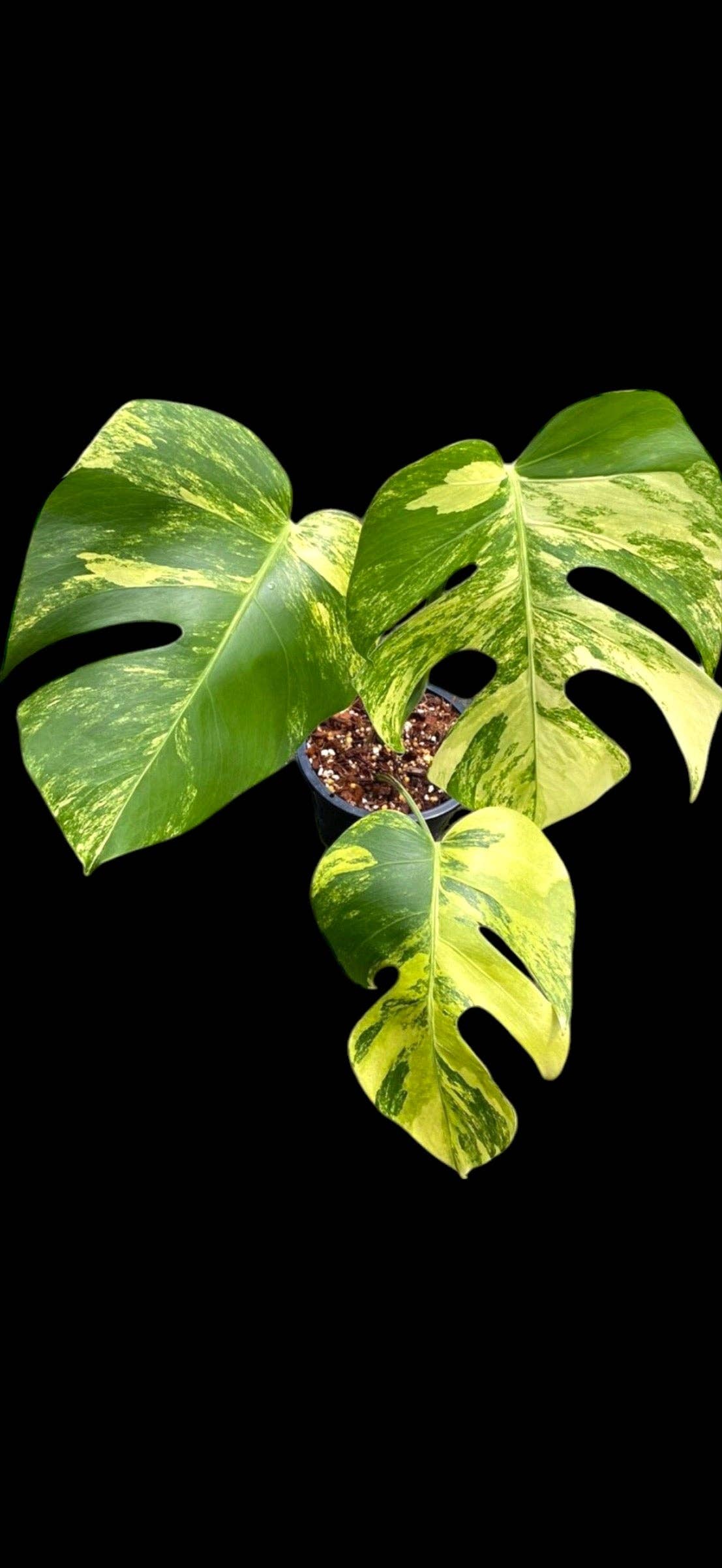 house plant Jacksonville FL