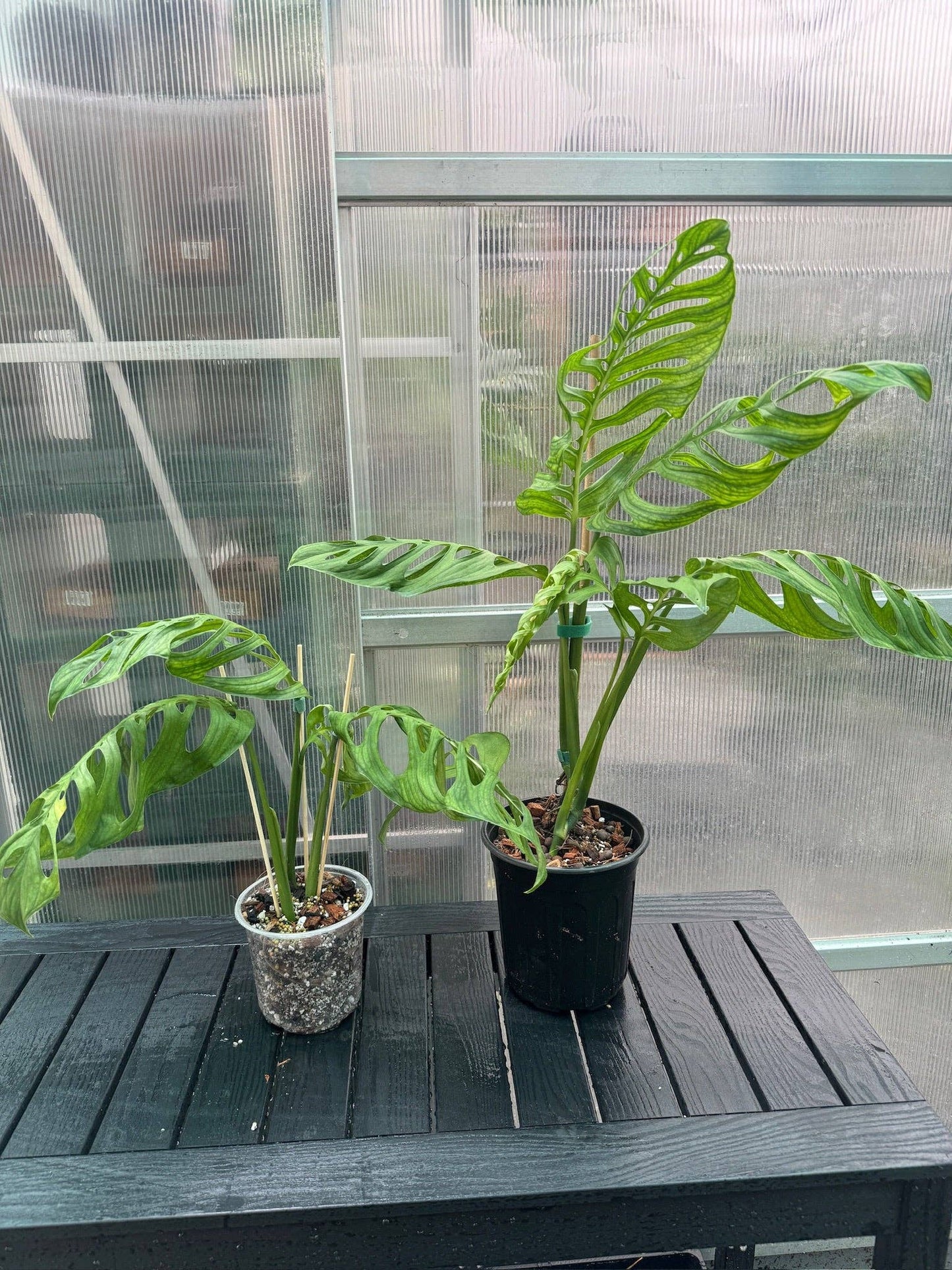 house plant store Jacksonville FL